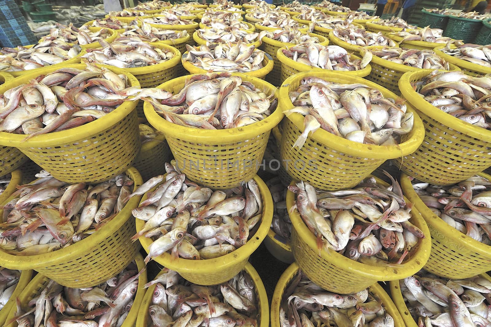 Fresh fish at Talaythai seafood market in Thailand. by think4photop