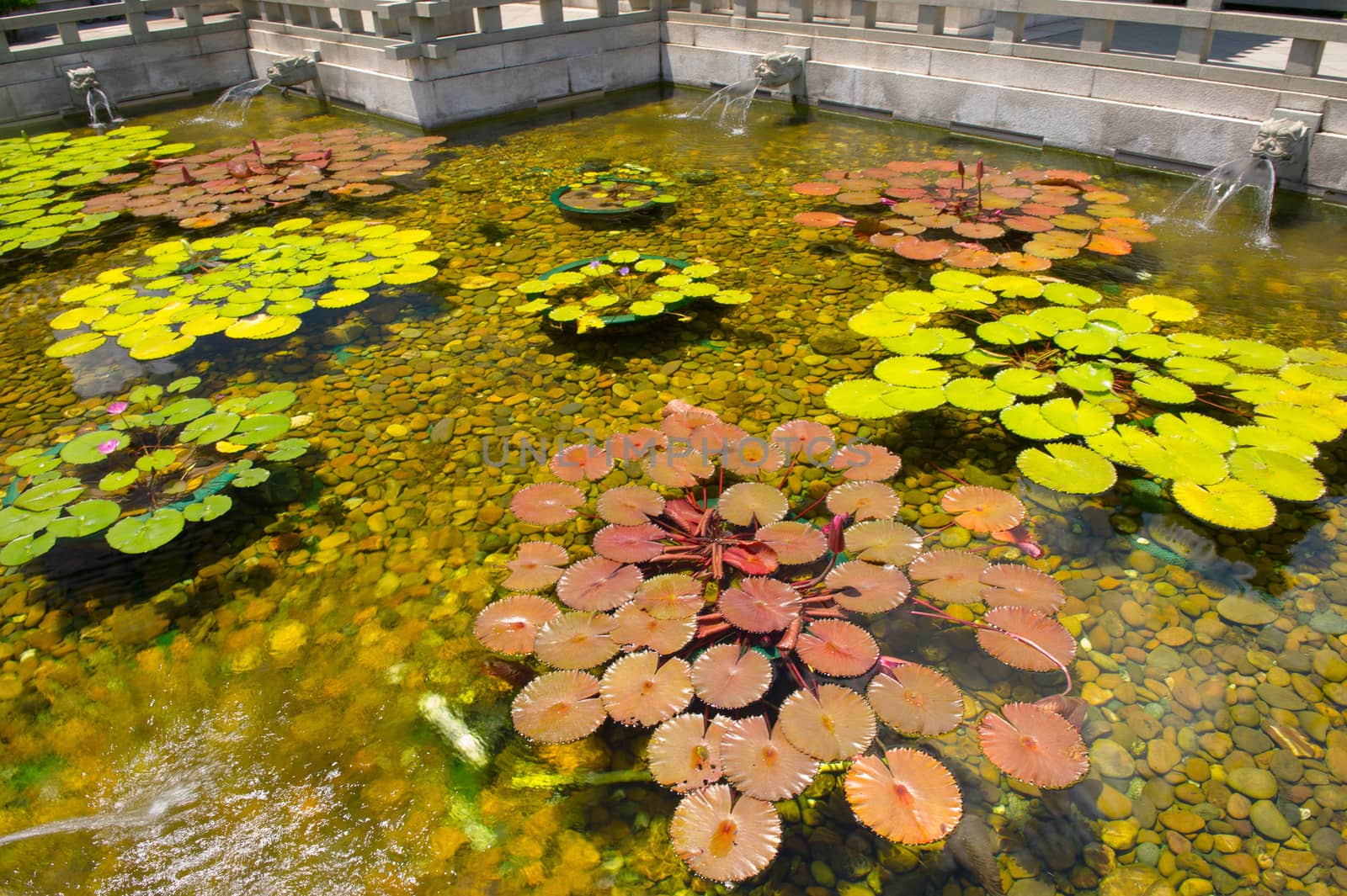 Chinese style fountain and the pool of water lily inside Chi Lin Nunnery, Hong Kong