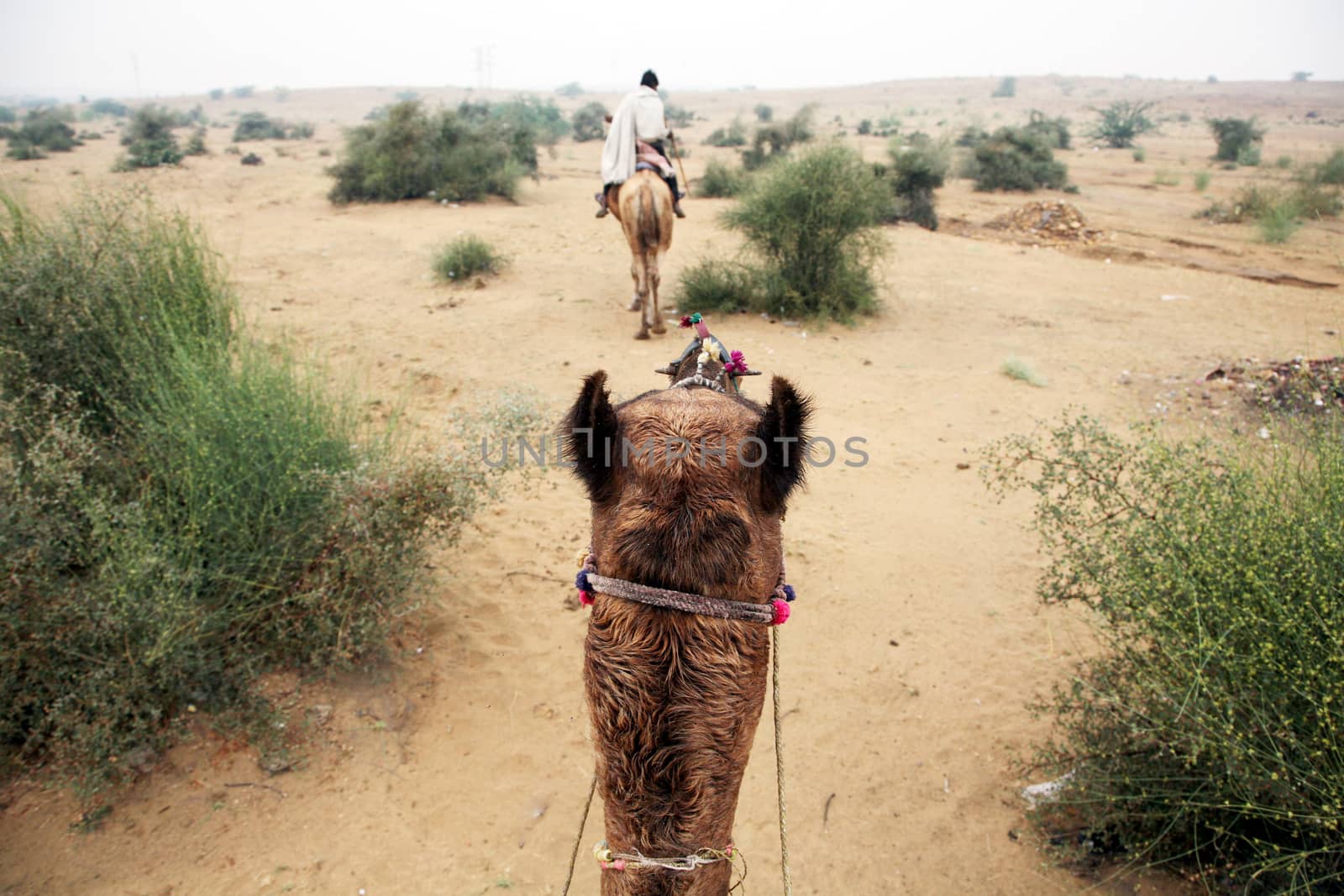 tourists going for a caml trip in the middle of deserts with old nomads