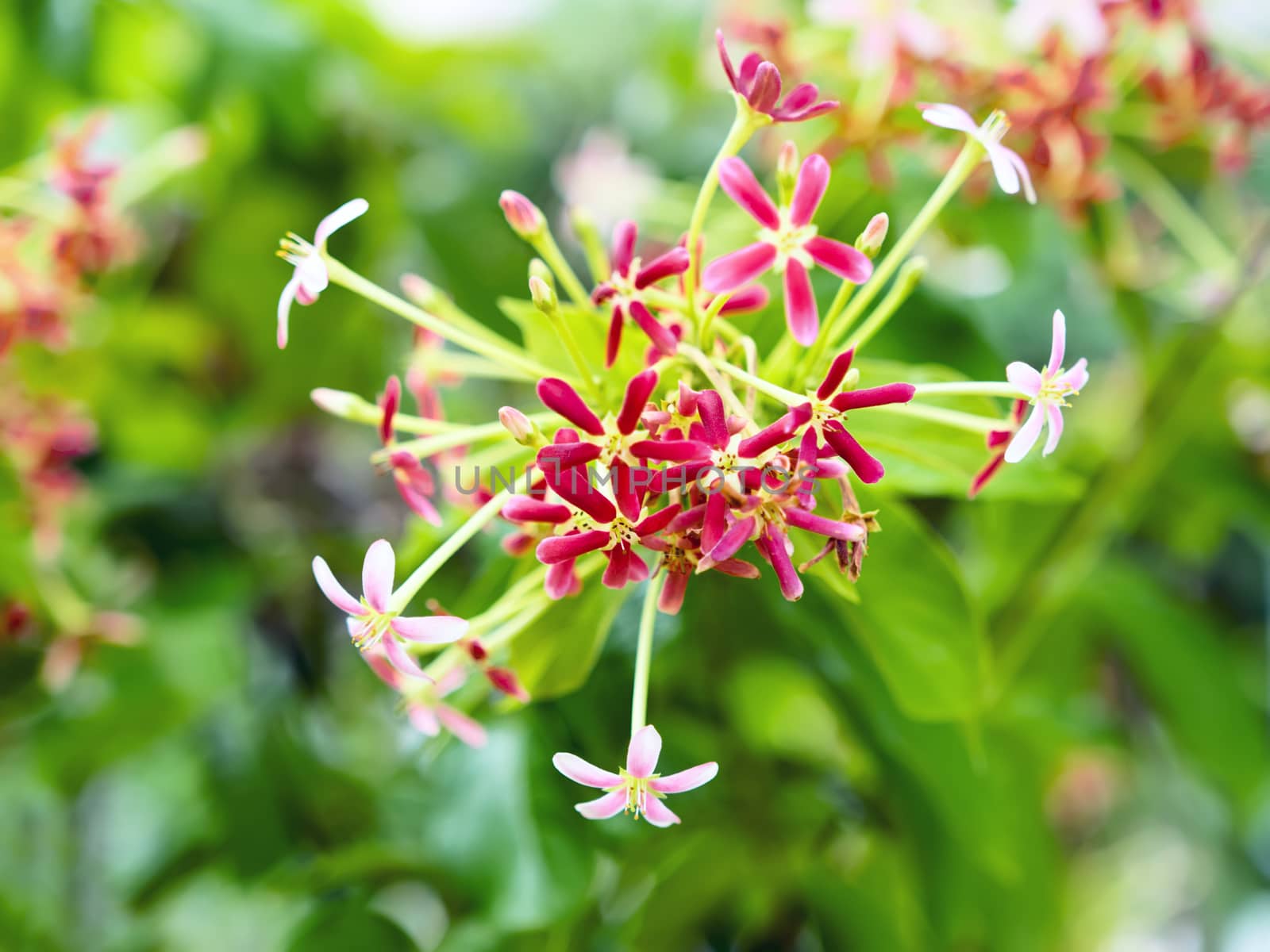 Chinese Honeysuckle Combretum indicum Rangoon creeper Quisqualis indica L.