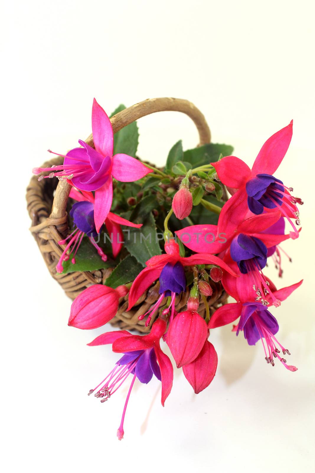 pink fuchsia flowers in front of white background