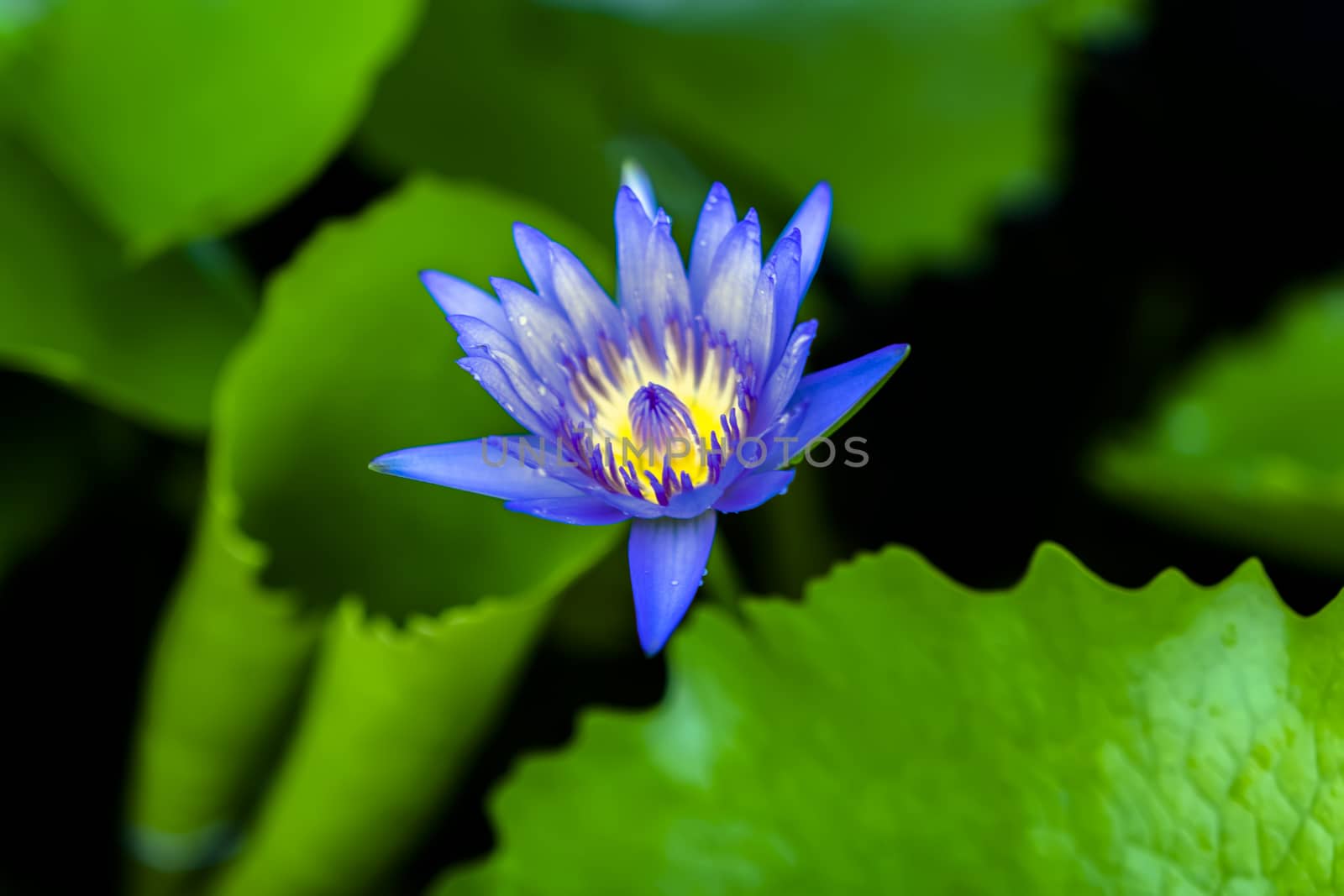 Purple Nymphaea After Rain in Nong Nooch Garden, Thailand.