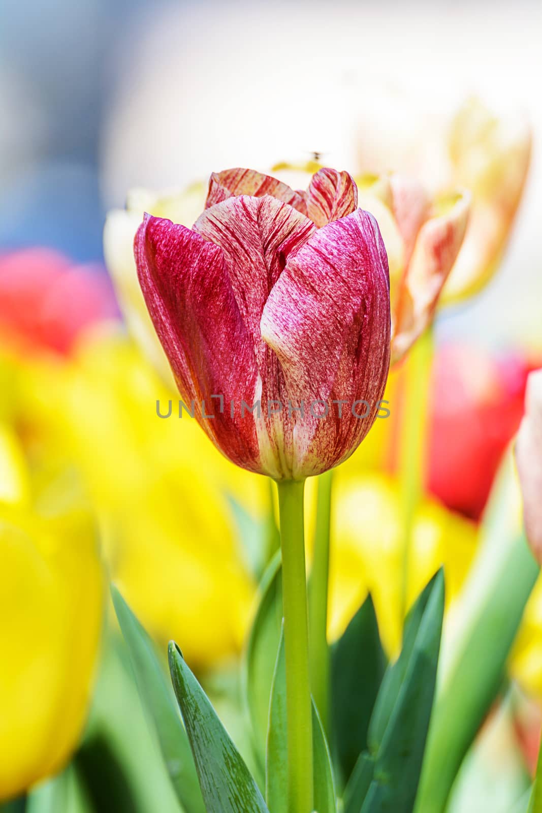 Tulips by NuwatPhoto