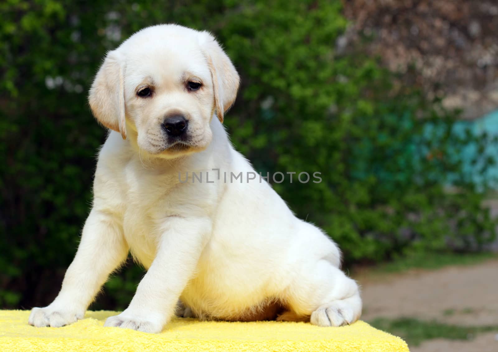 yellow labrador puppy sitting on the yellow background