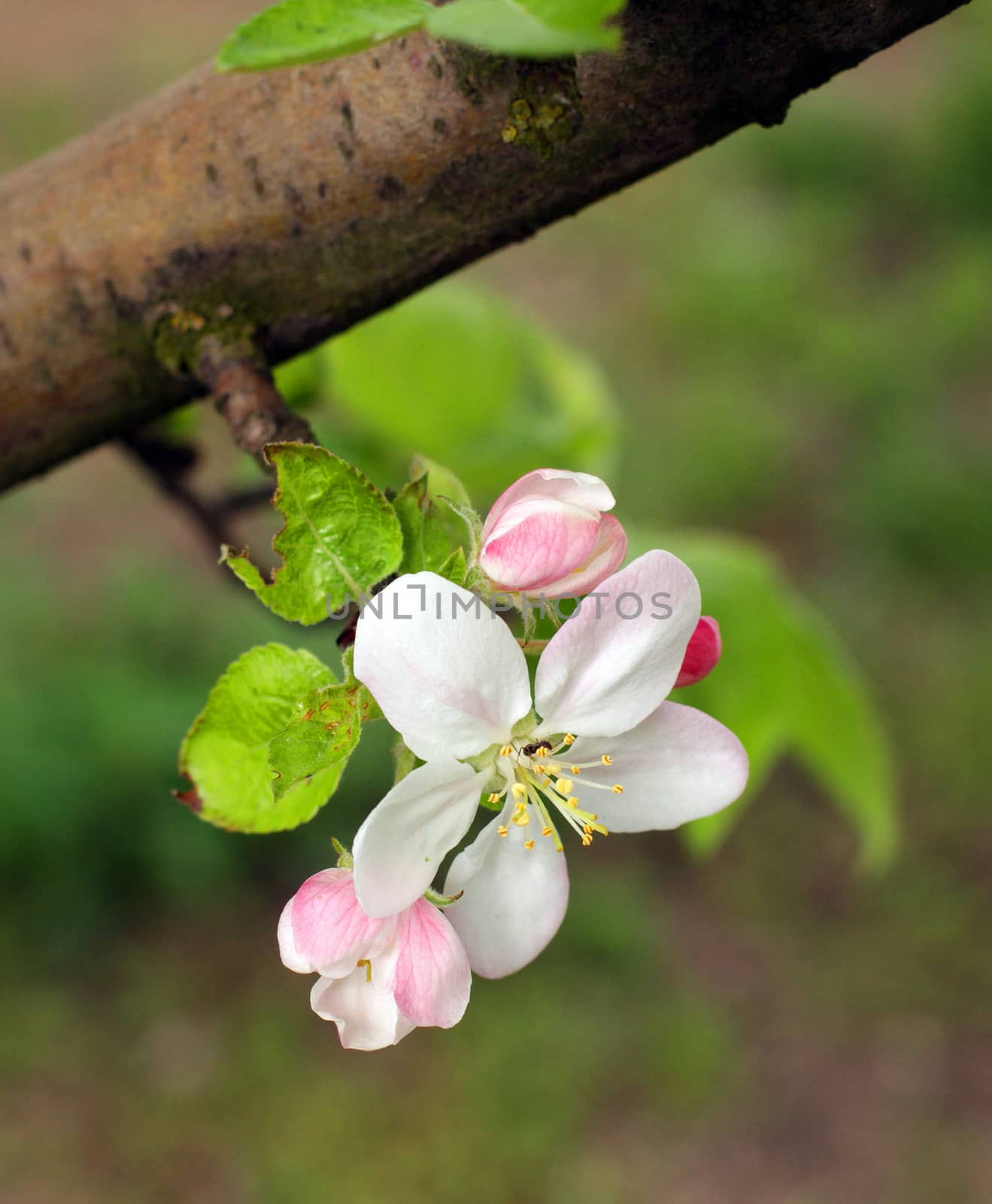 Blooming apple tree in the garden