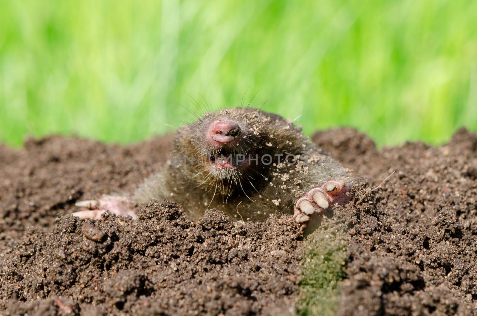 Mole head in soil. by sauletas