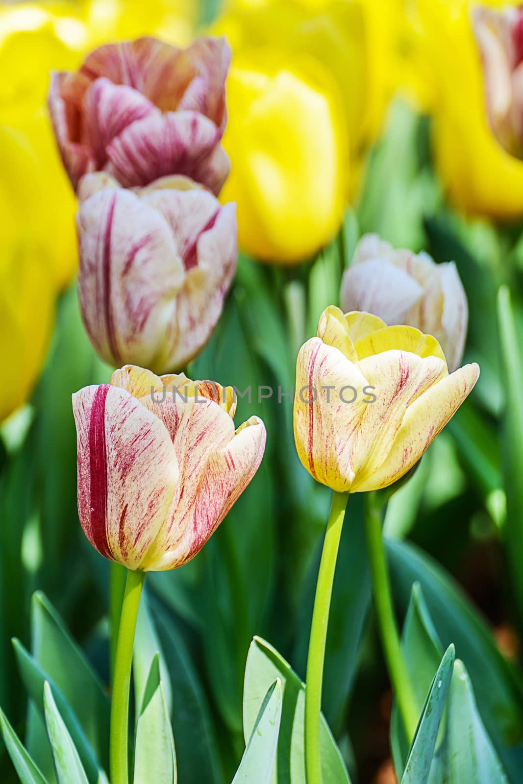 Beautiful bouquet of tulips. colorful tulips in the garden