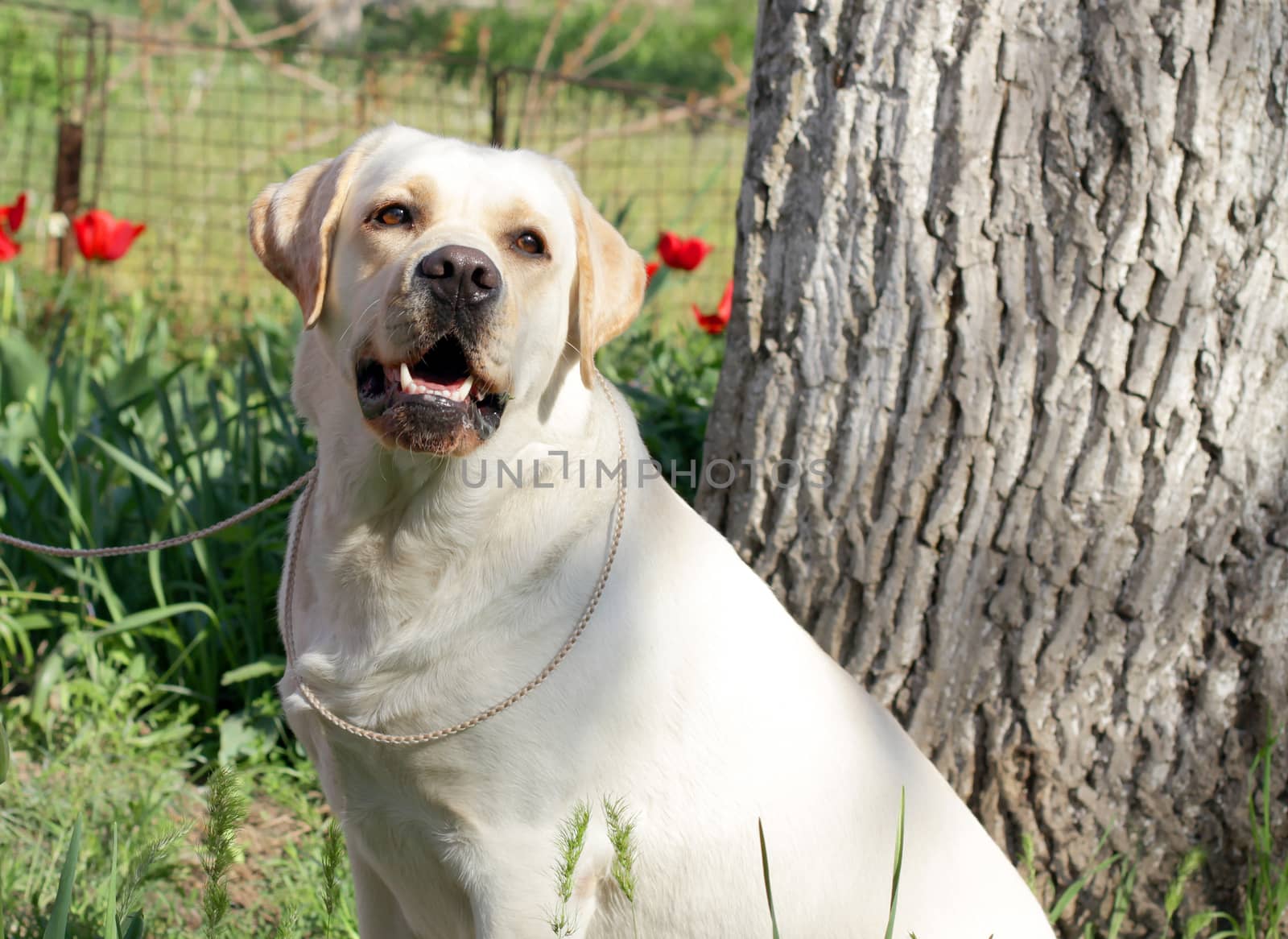 yellow labrador sitting at the blossom tree in spring