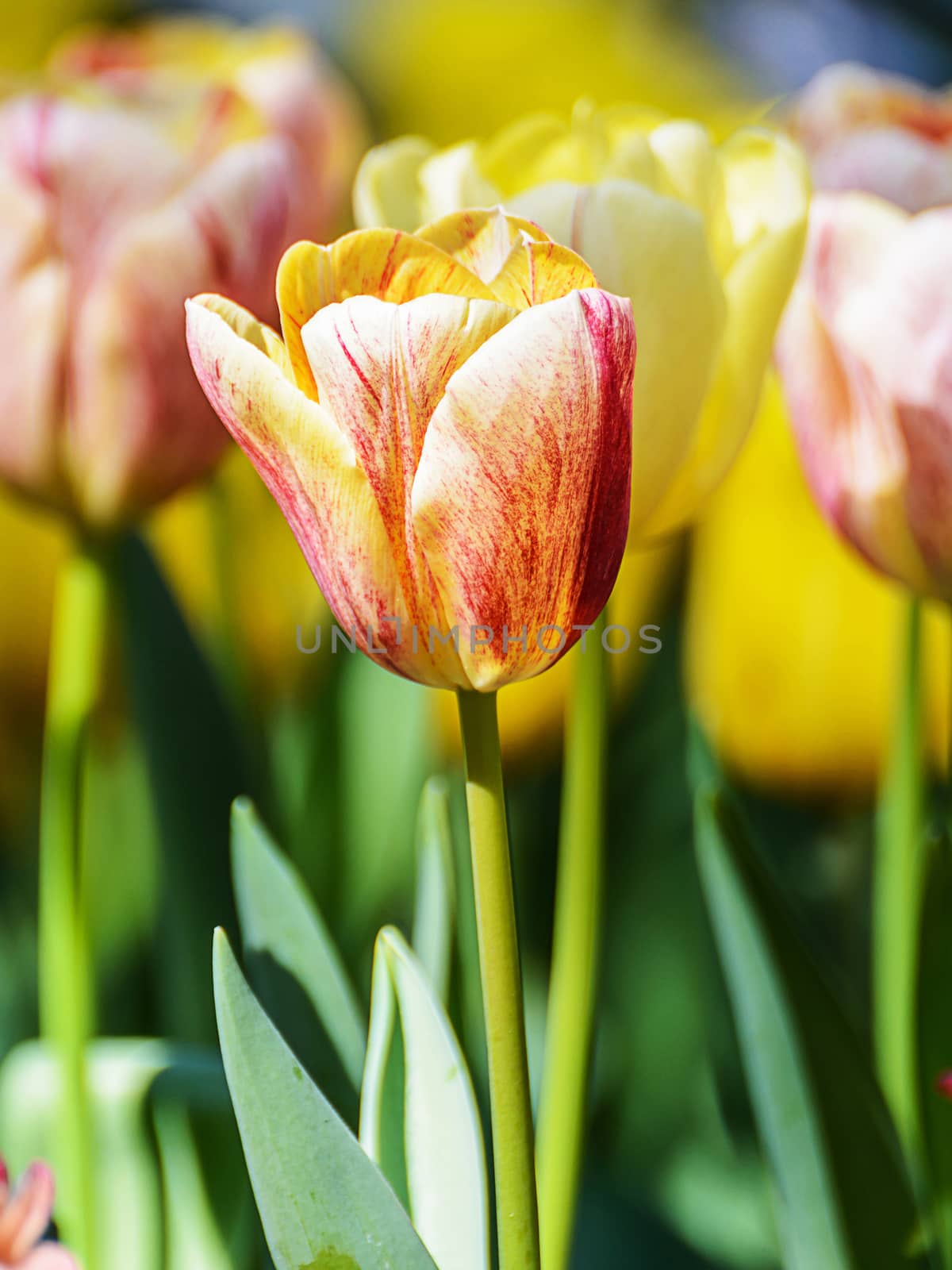 Beautiful bouquet of tulips. colorful tulips in the garden