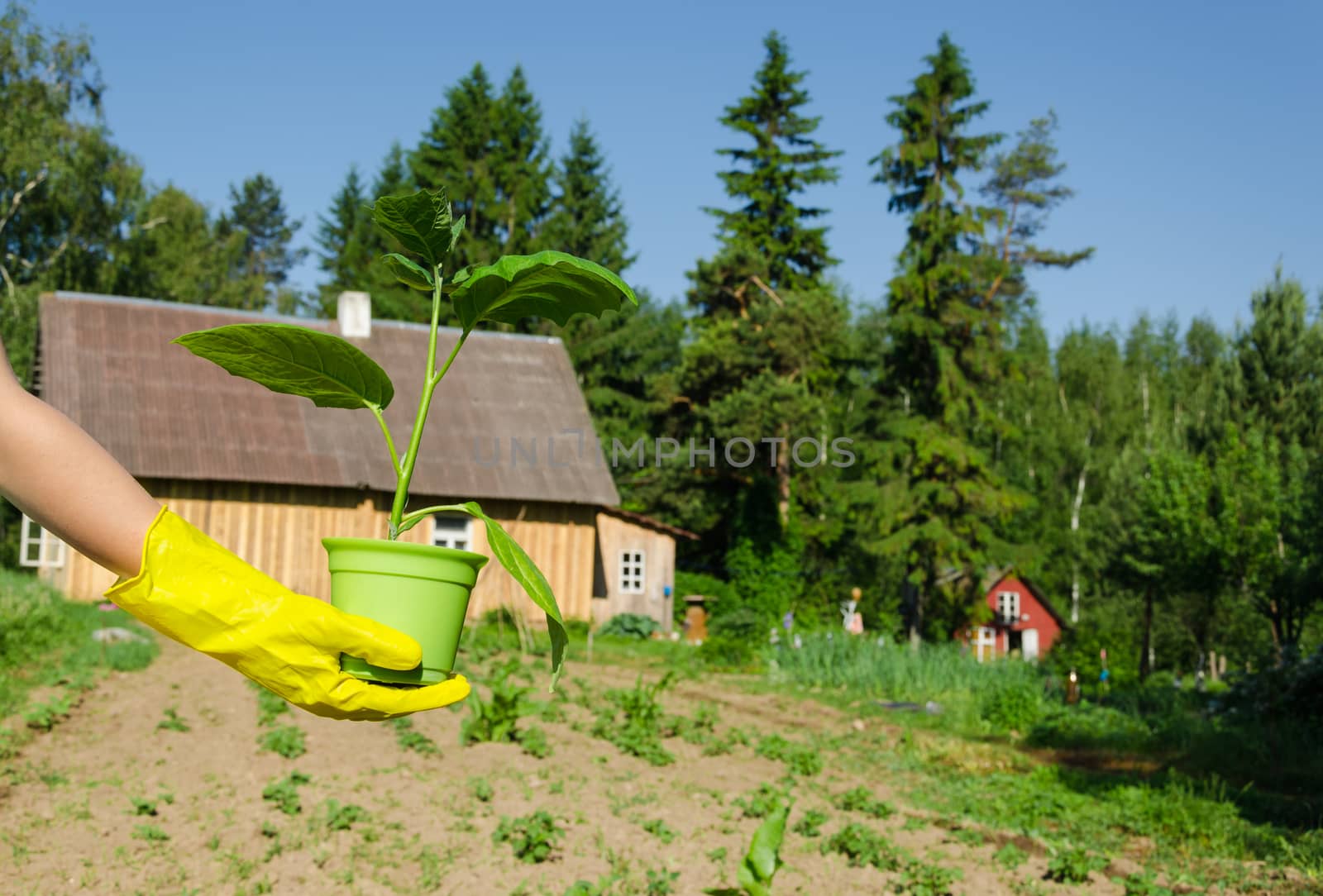 female hand with glove hold eggplant seedling pot by sauletas