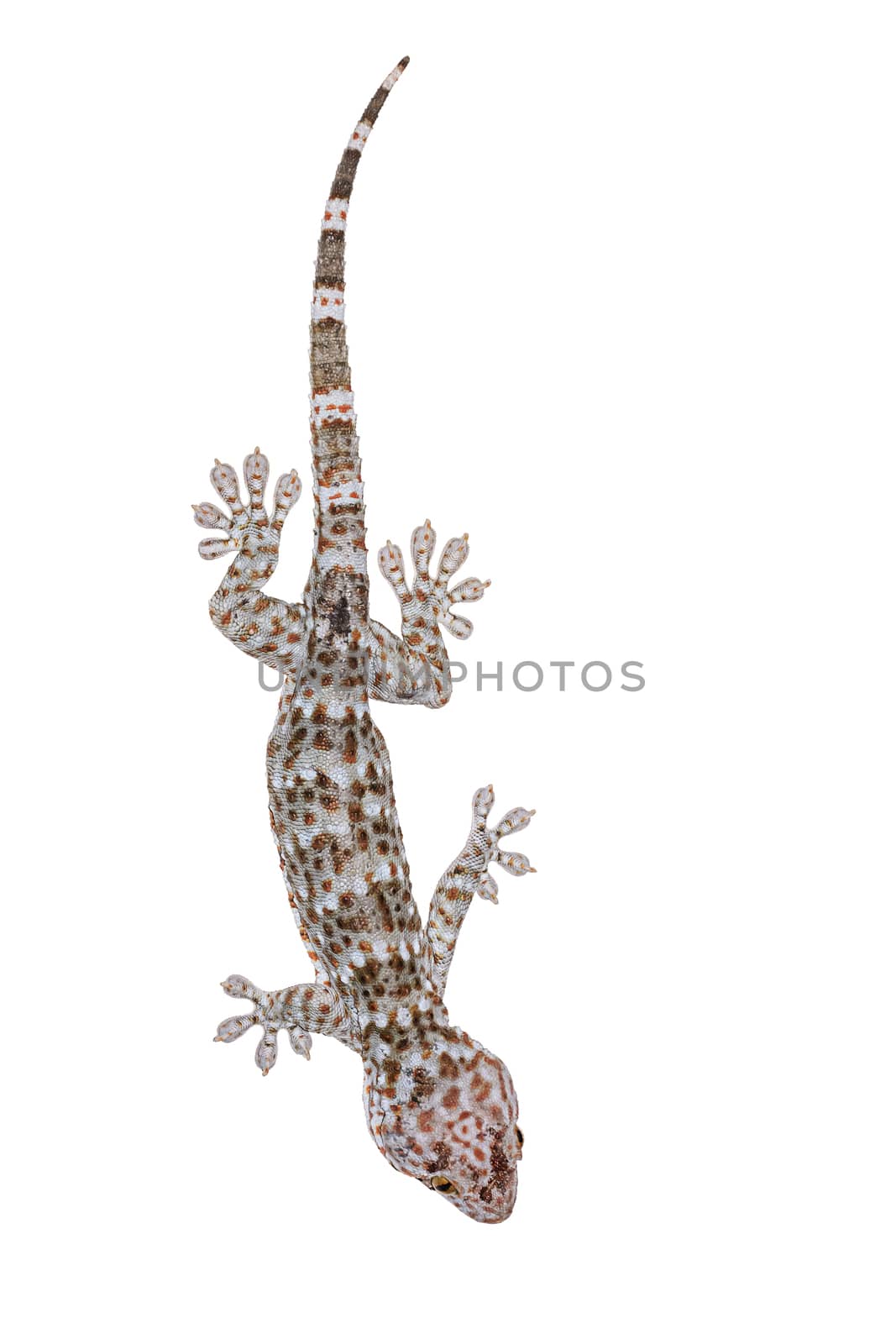Gecko isolated on white background with clipping path