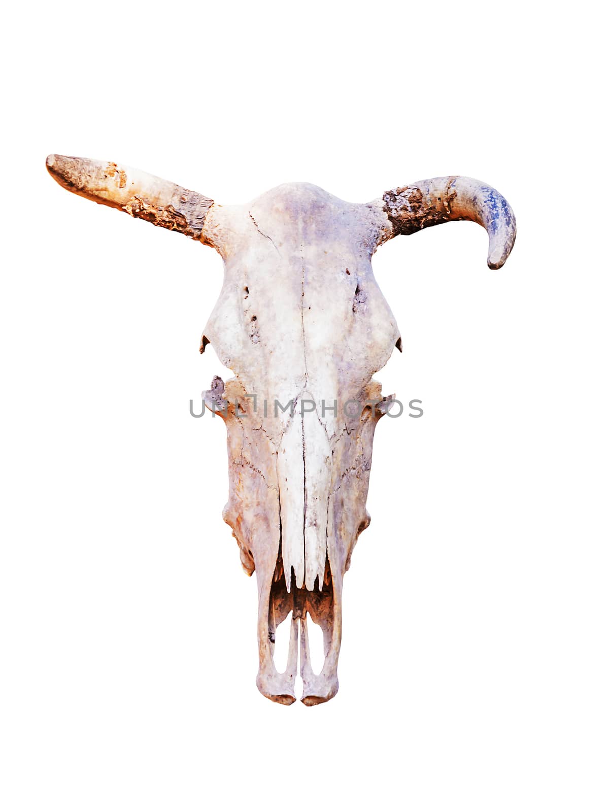 Head skull of bull isolated on white background with clipping path