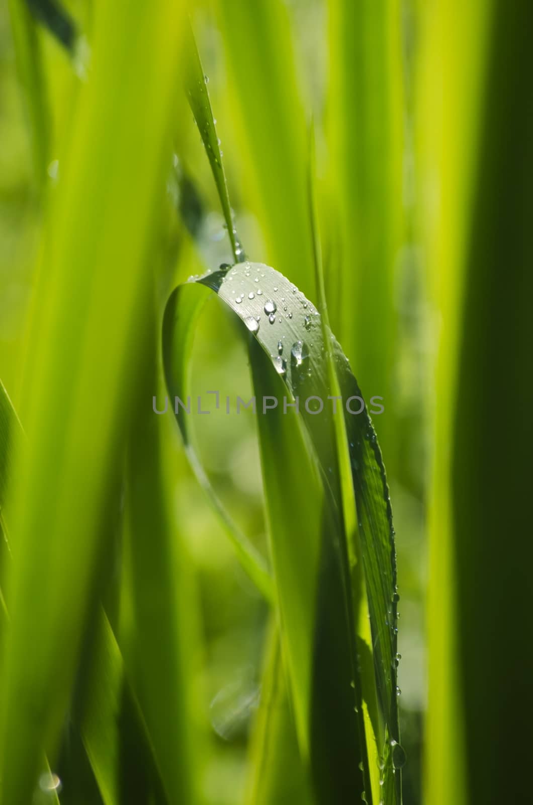 Photo of Spring Green Vitality Grass