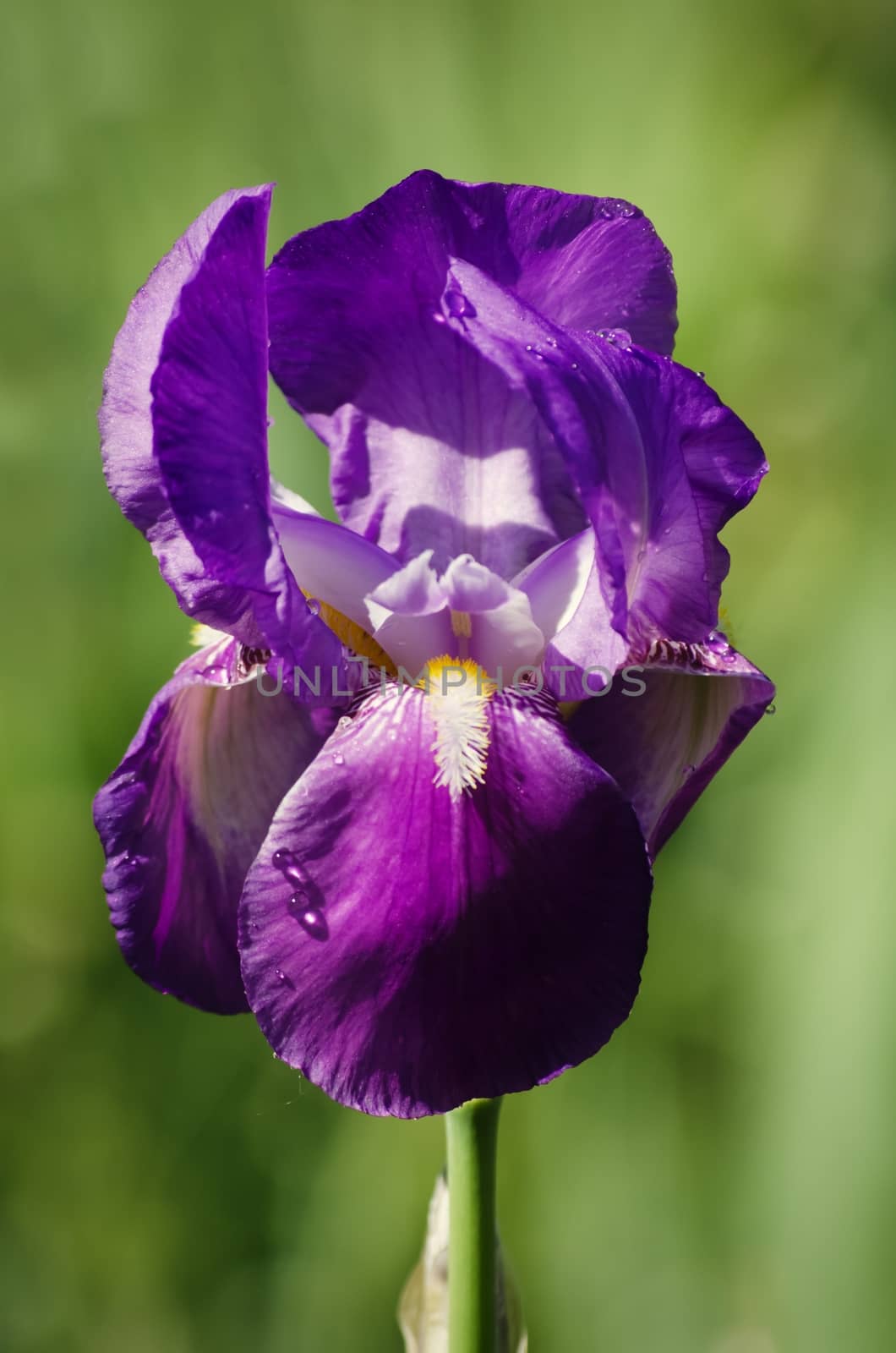 Photo of Iris Flower in Springtime