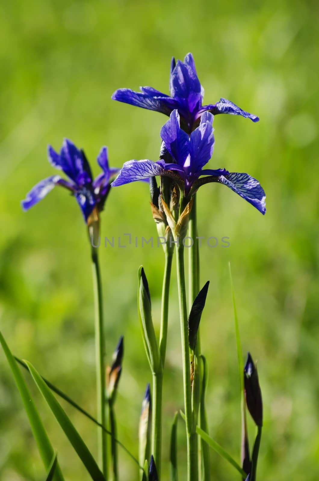 Photo of Iris Flower in Springtime
