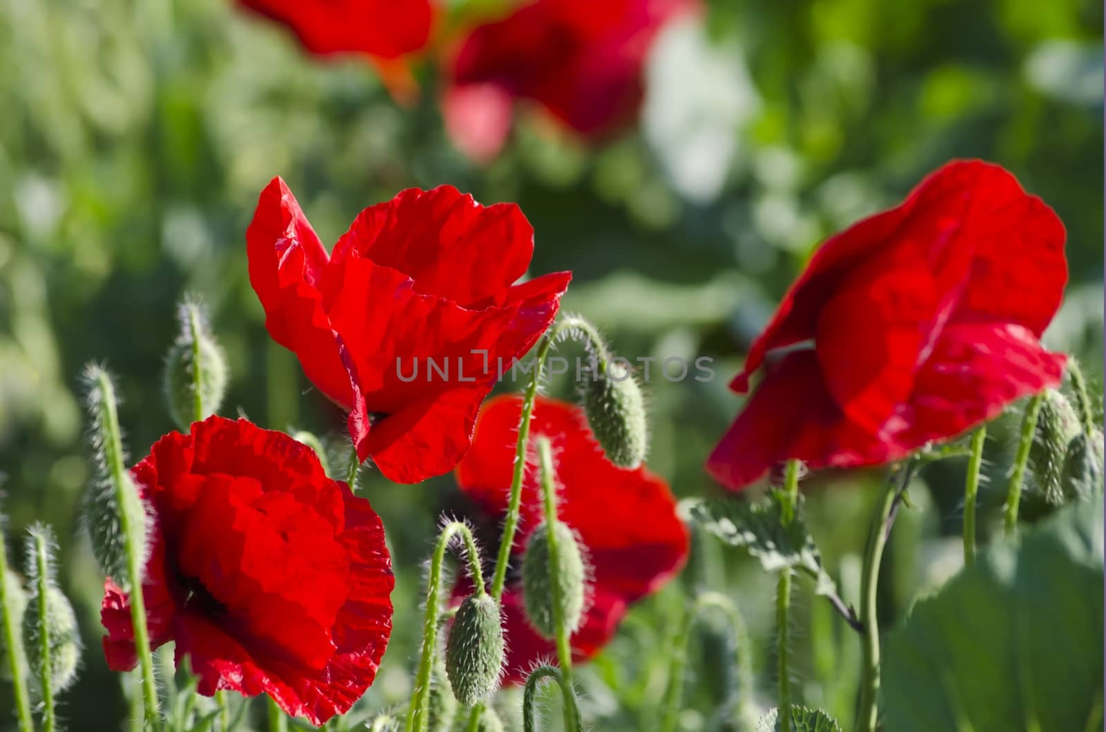 Photo of Poppy Flower Over Green Grass in Springtime