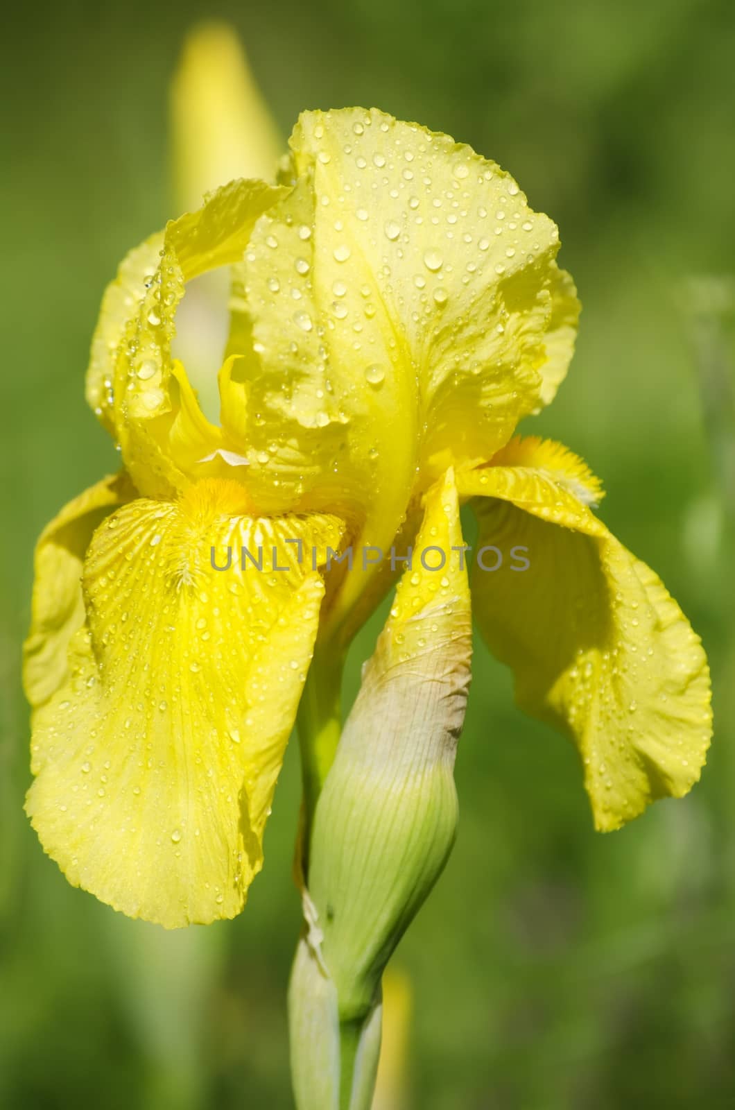 Photo of Iris Flower in Springtime