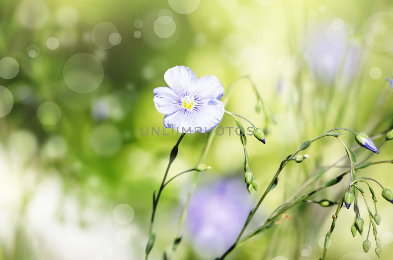 Photo of Spring or Summer Flower Over Green