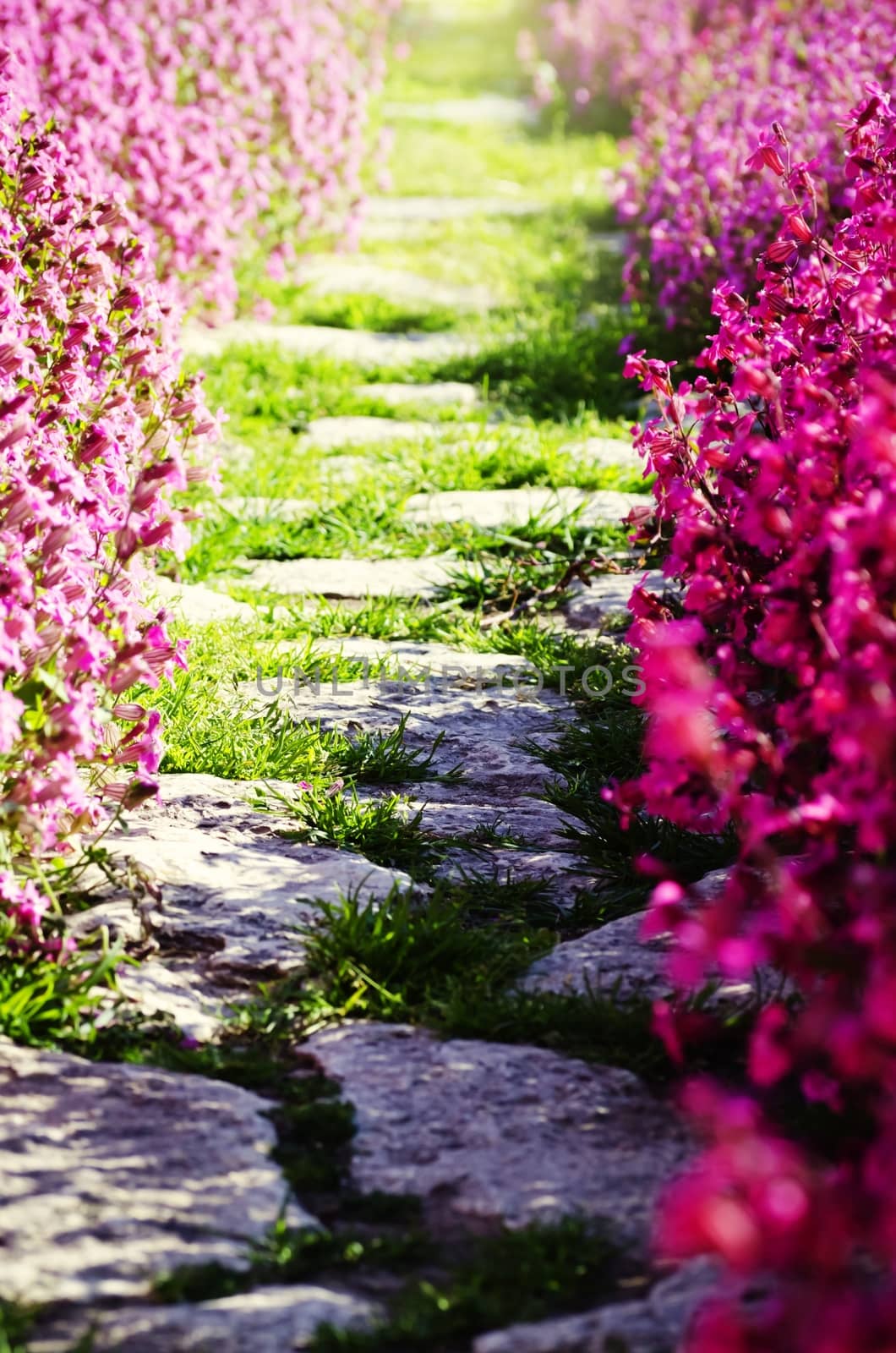 Photo of Path over Spring or Summer Flower