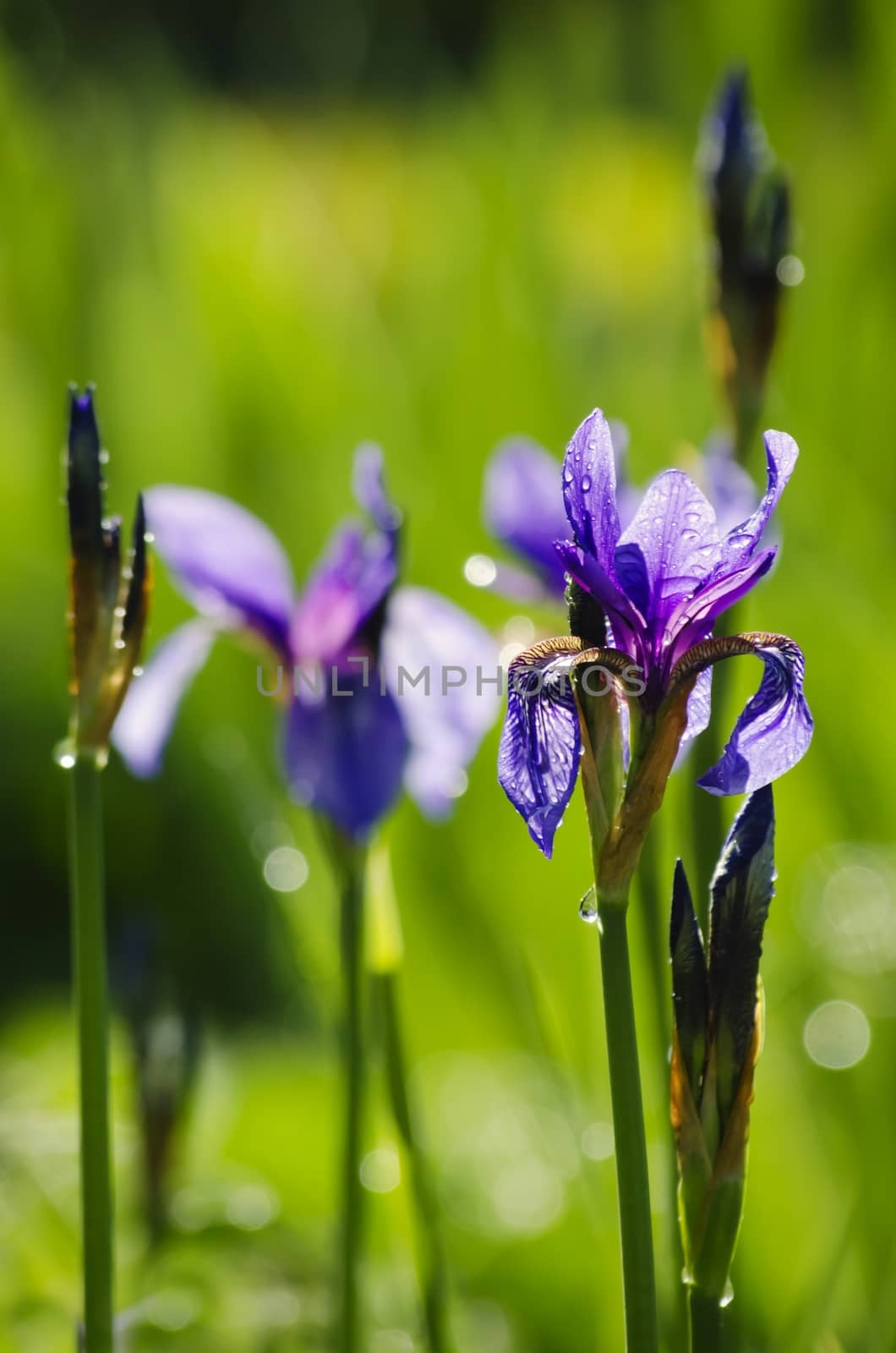 Photo of Iris Flower in Springtime
