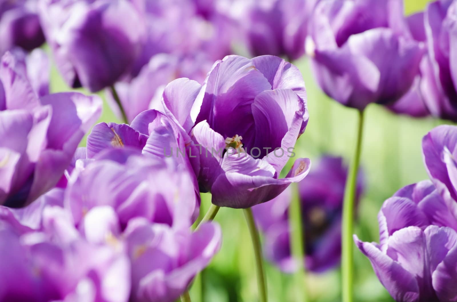Photo of the Violet Tulip Over Green