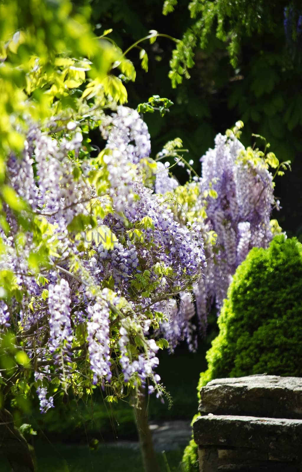 Spring Wistaria Flower Blossom in Nature