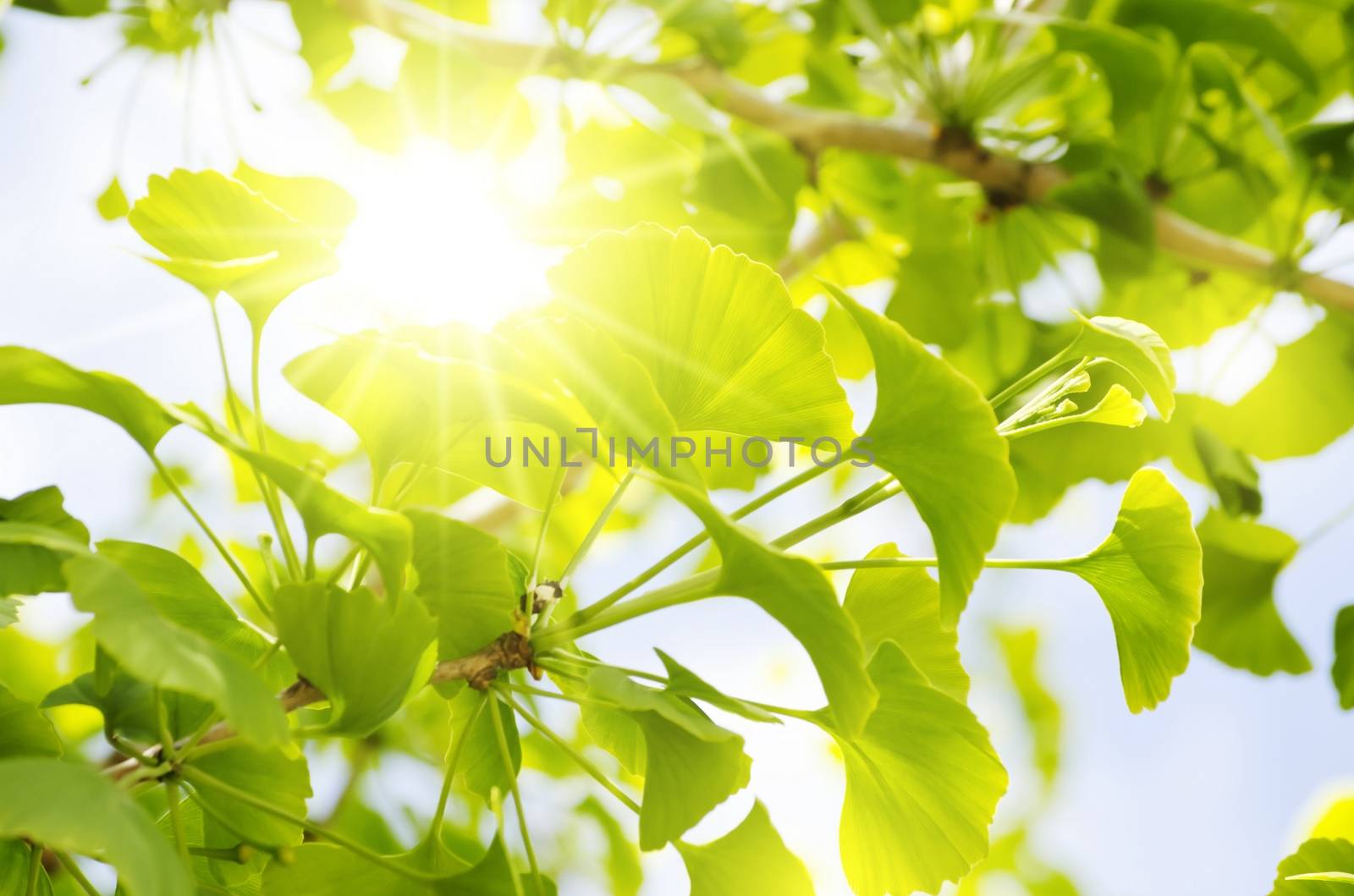 Photo of Ginkgo Biloba Tree Leaves Over Blue Sky