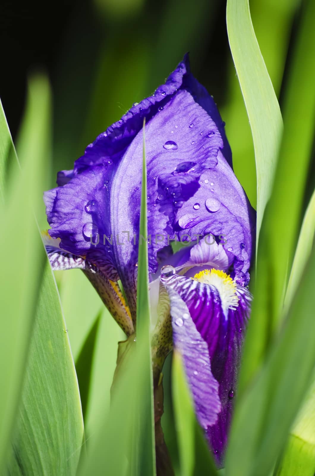 Photo of Iris Flower in Springtime