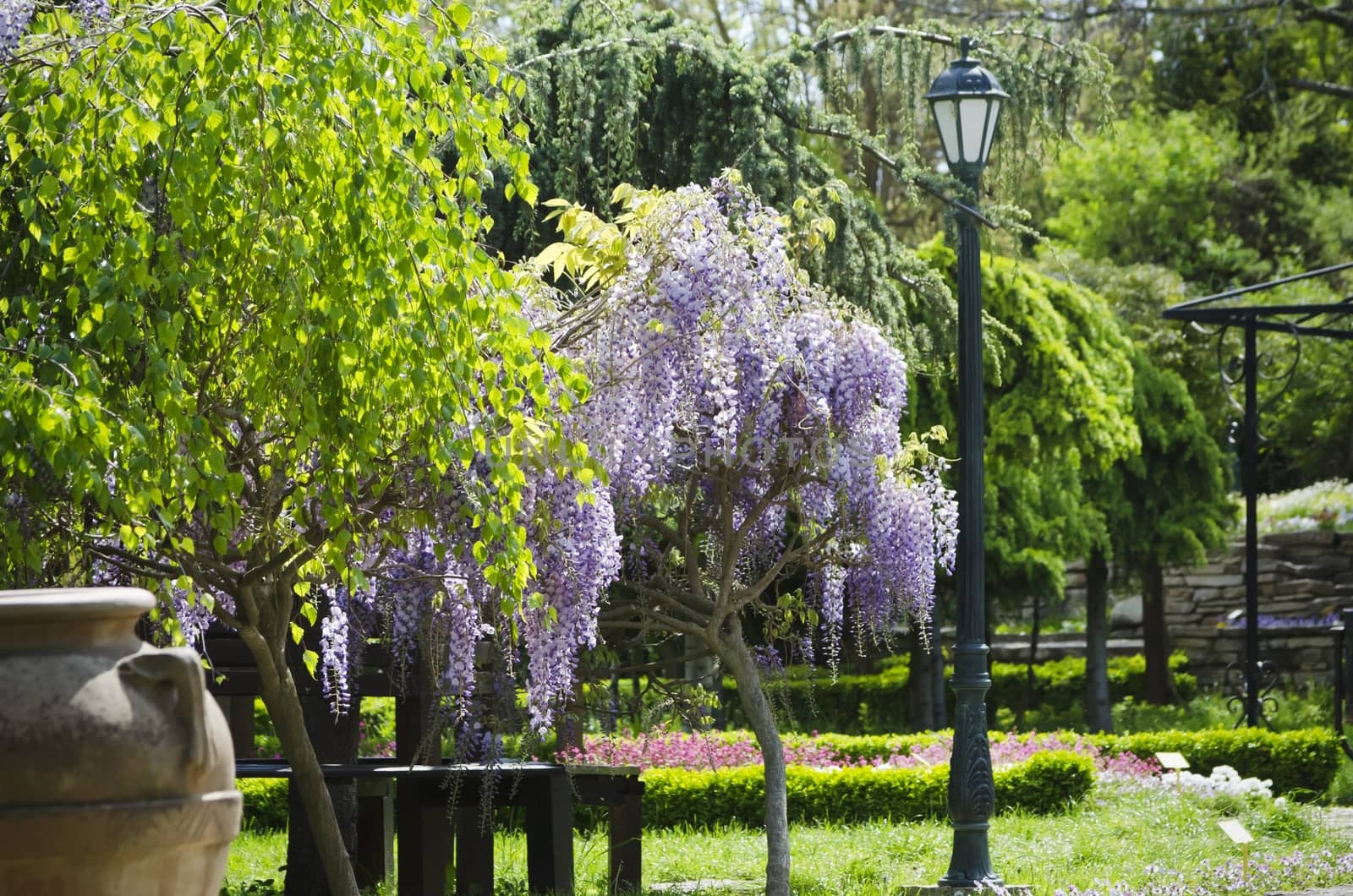 Spring Wistaria Flower Blossom in Nature