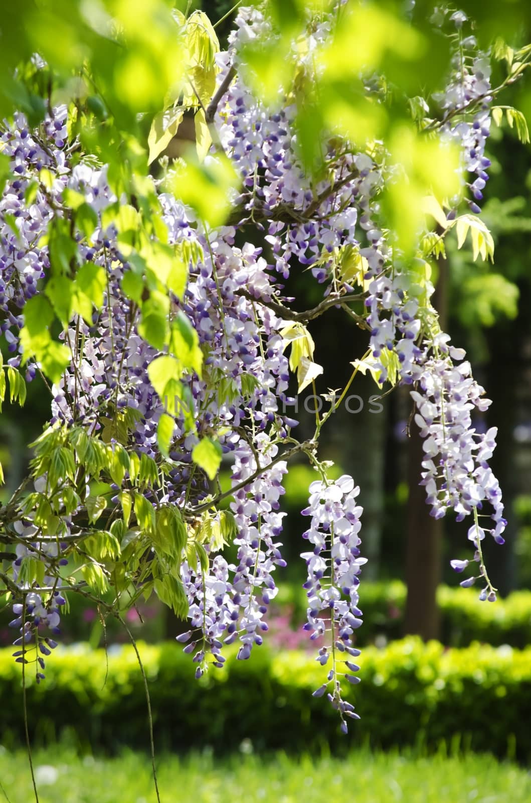 Spring Wistaria Flower Blossom in Nature
