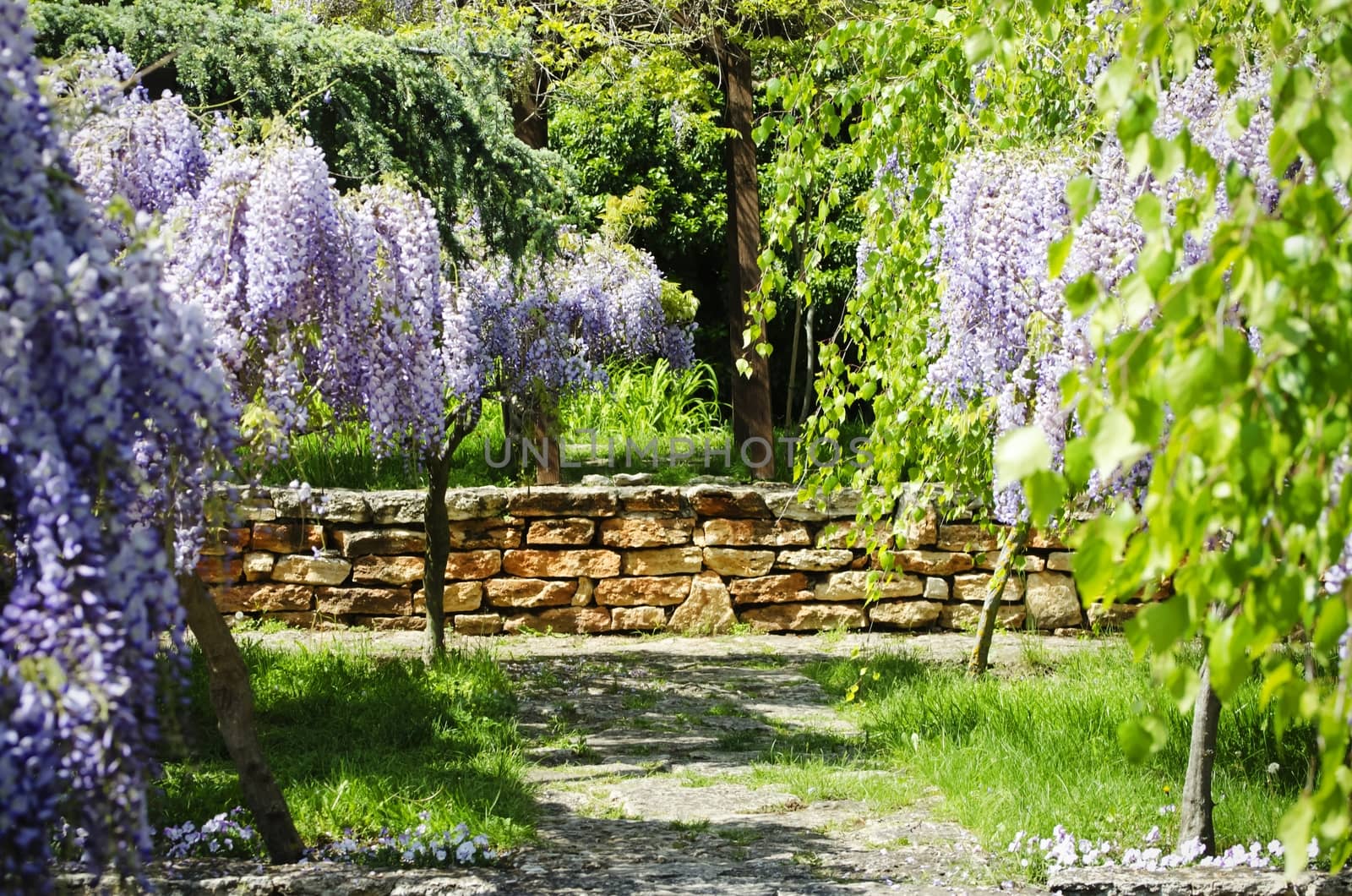 Spring Wistaria Flower Blossom in Nature
