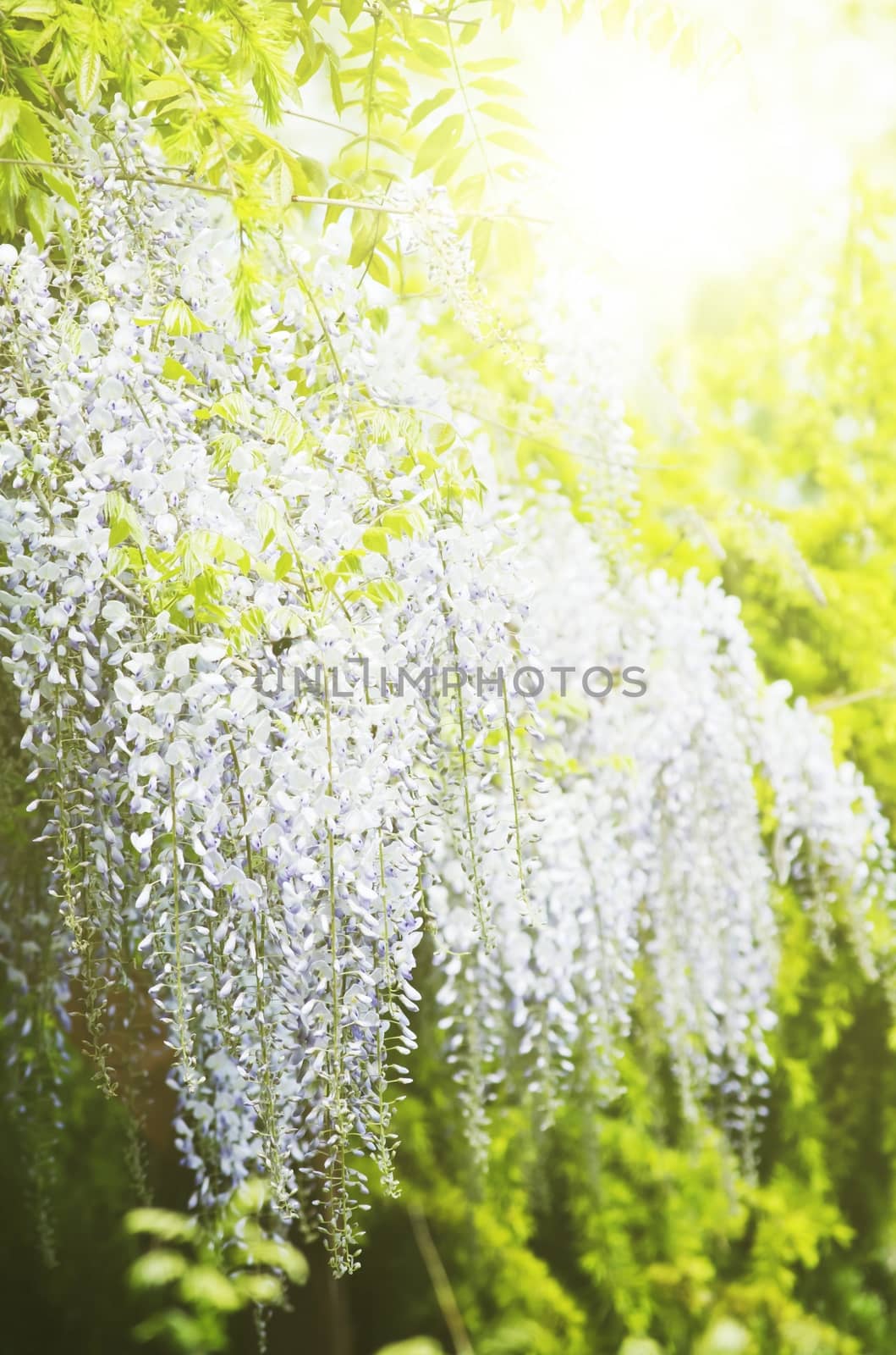 Spring Wistaria Flower Blossom in Nature