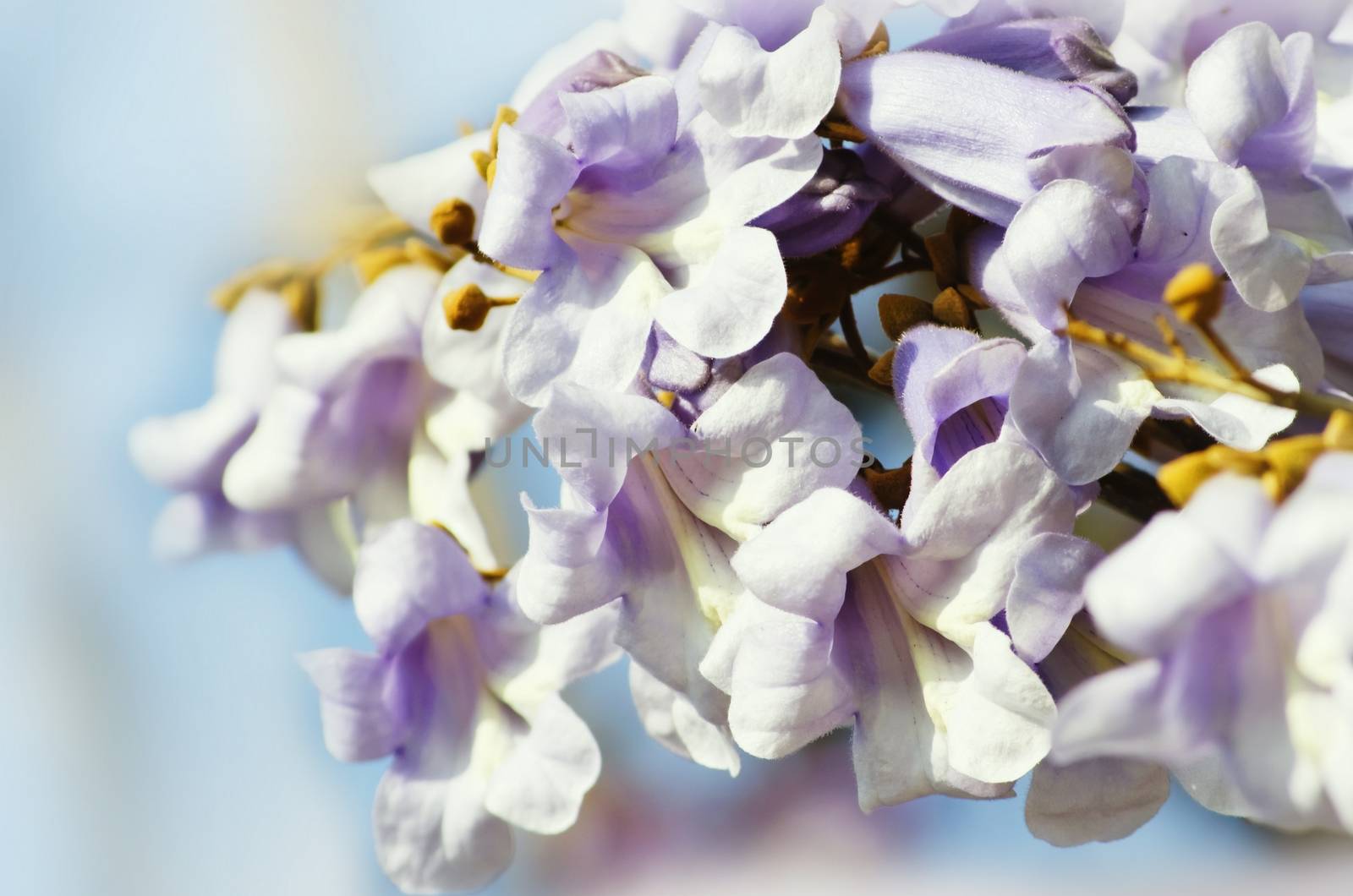 Spring Paulownia Flower Blossom Over Light Background