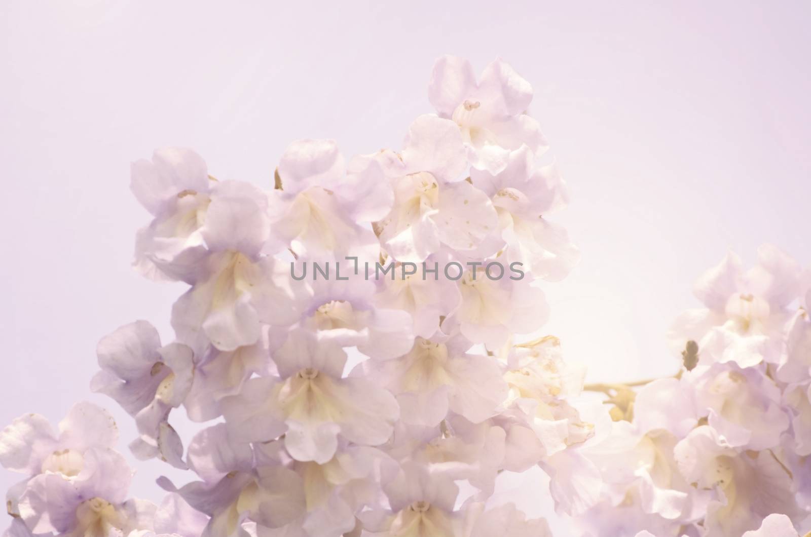 Spring Paulownia Flower Blossom Over Light Background