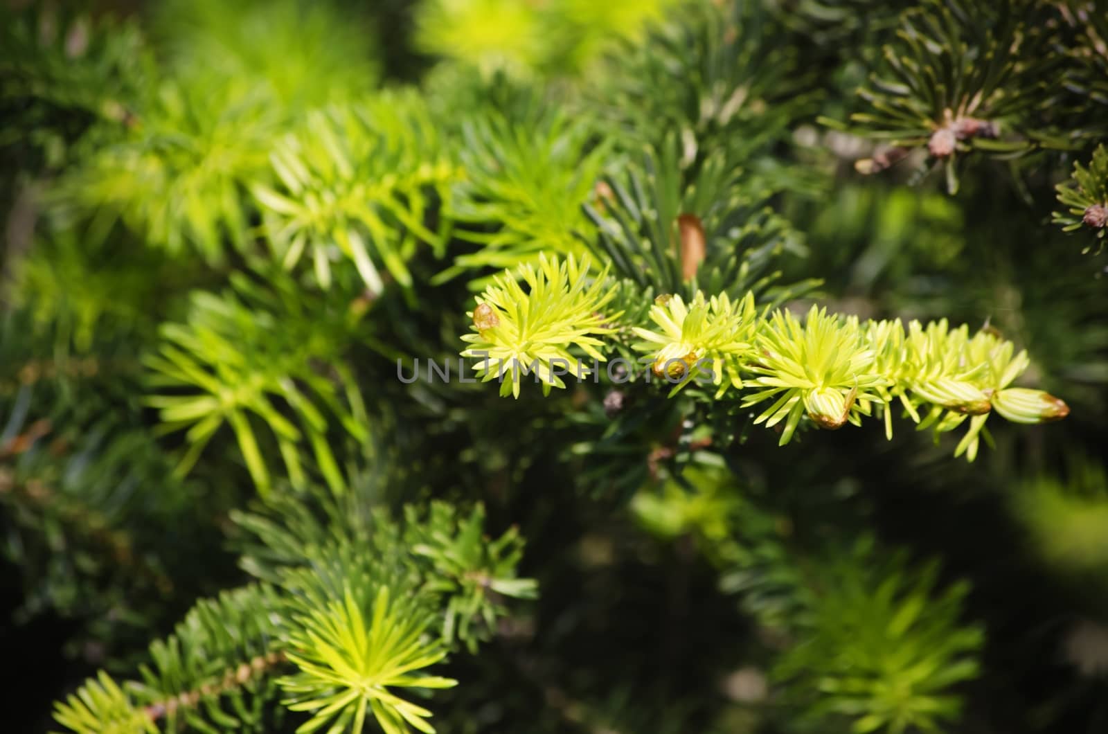 Photo of Green Pine Tree Background