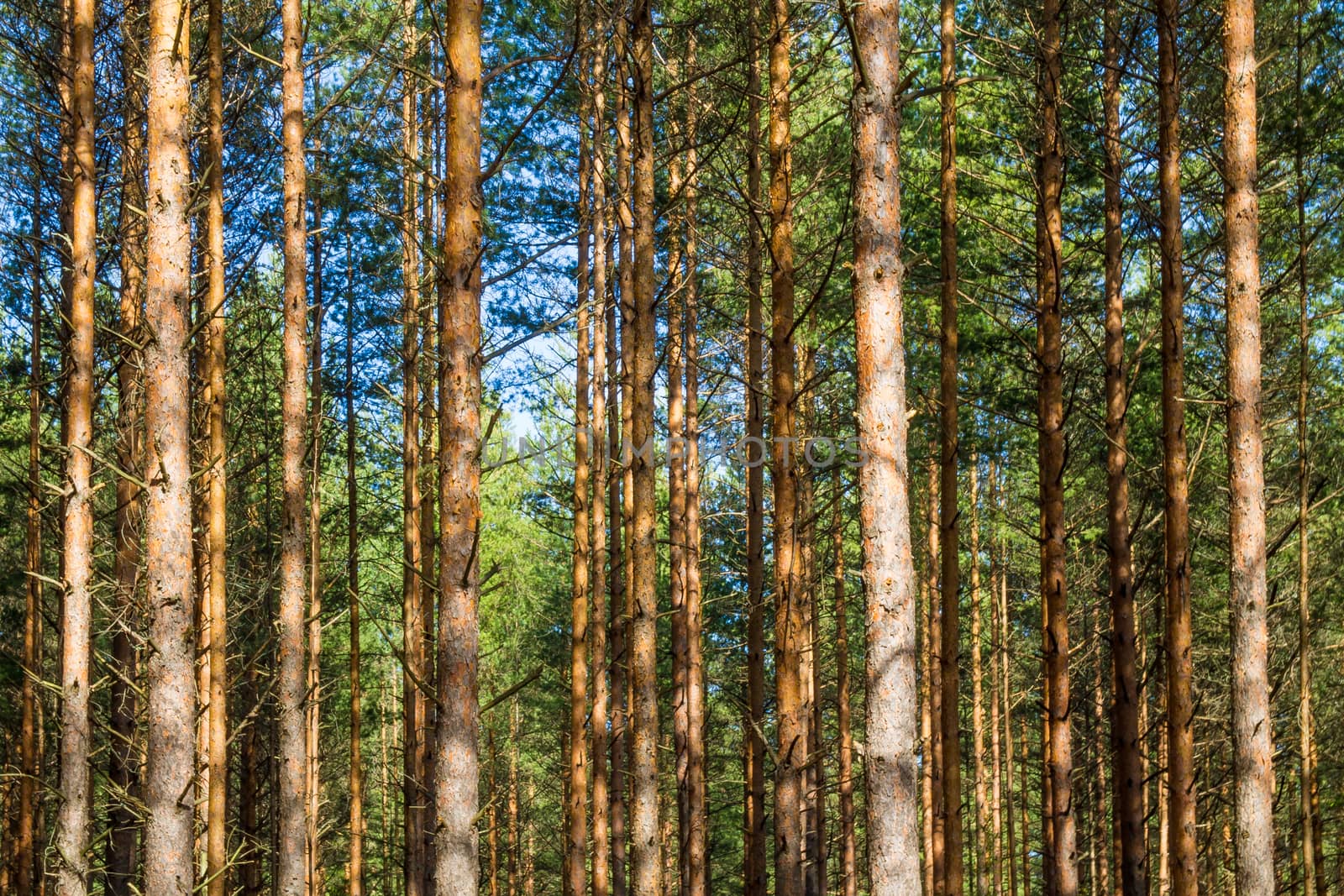 Pine forest background in the sunlight