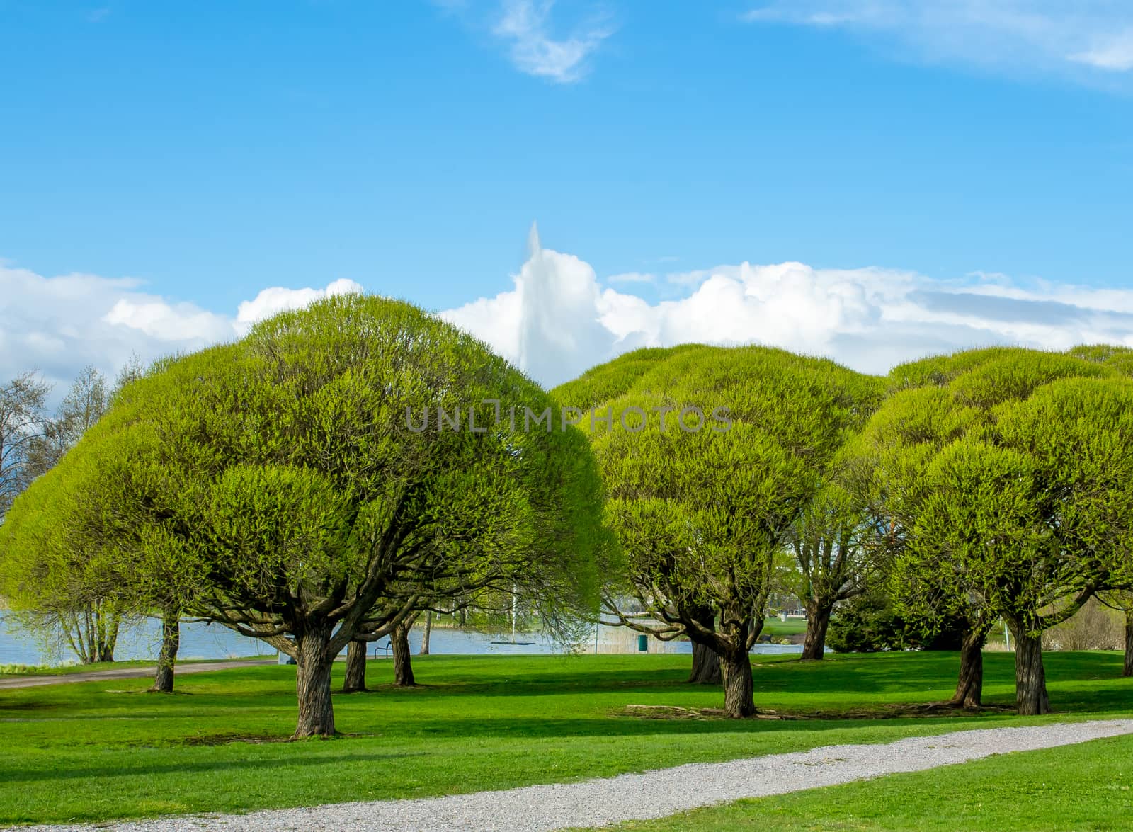 Beautiful lush park view against the blue sky