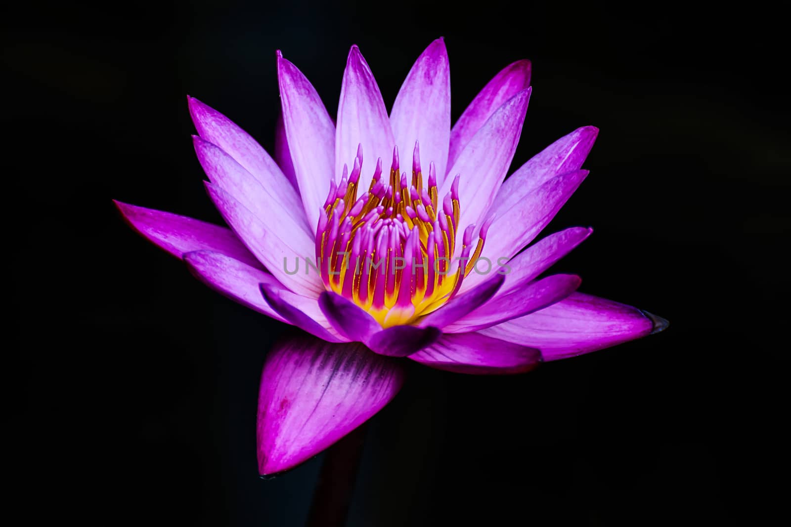 Purple lotus flower by NuwatPhoto