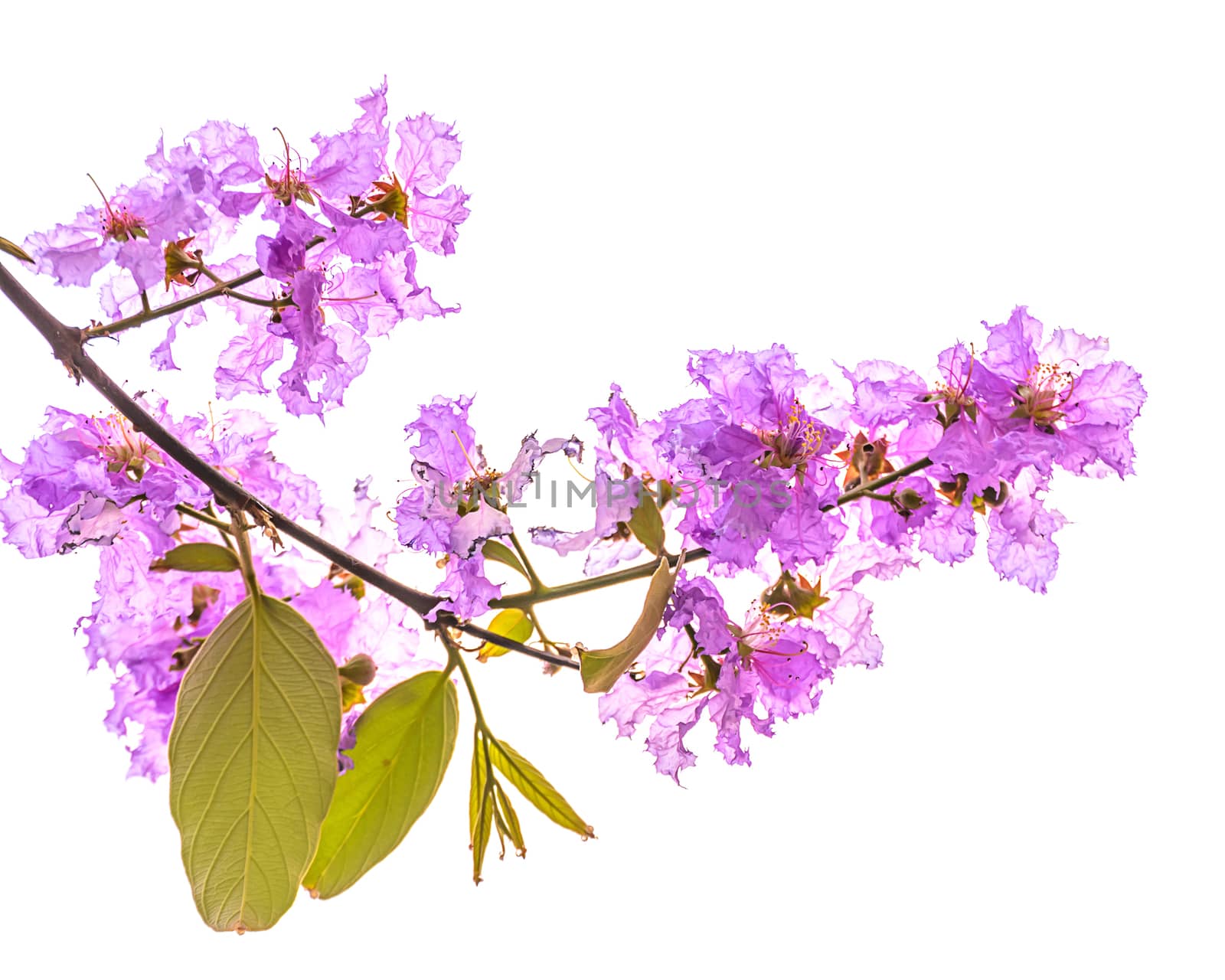 Inthanin flowers on with background , Lagerstroemia macrocarpa