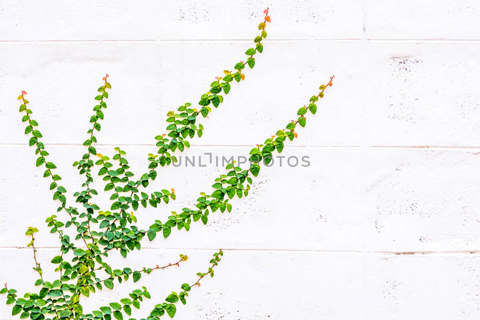 Creeper climbing on the  wall by NuwatPhoto