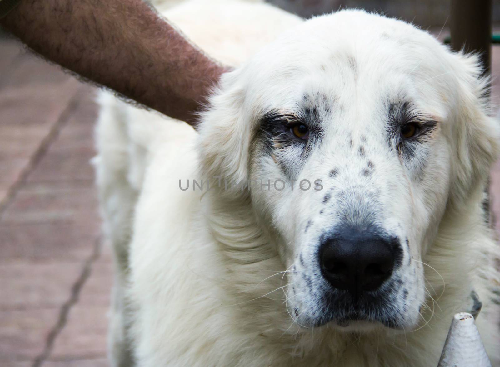 big white dog breed alabai is good