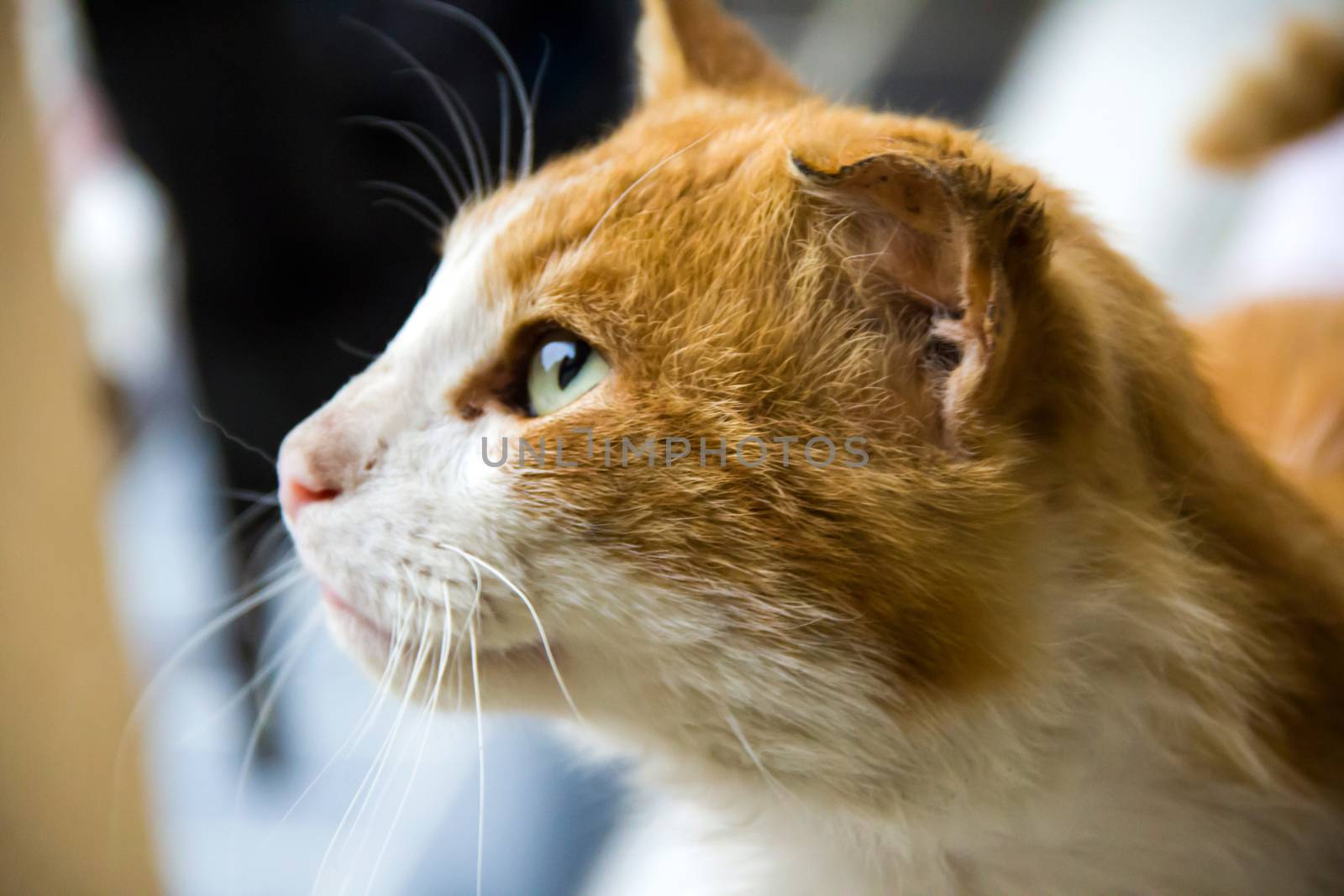 very sad cat with big green eyes