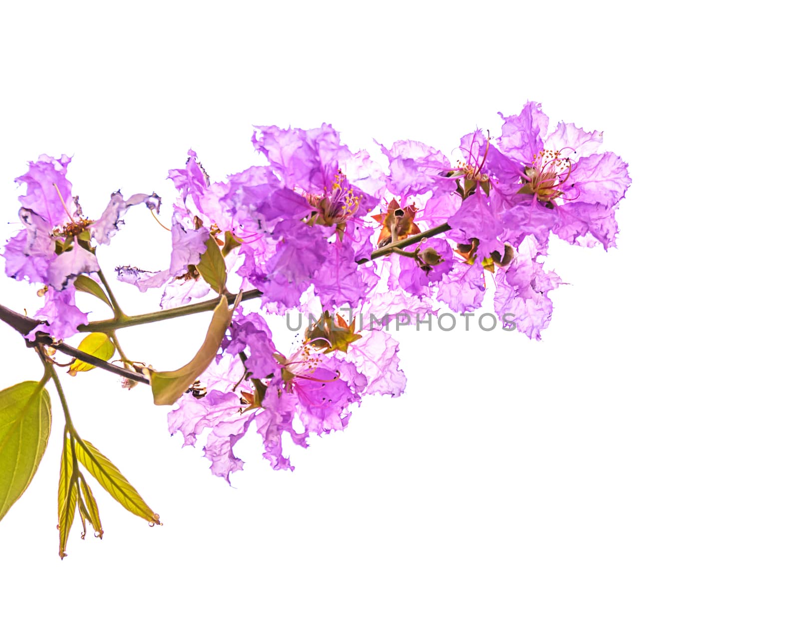 Inthanin flowers on with background , Lagerstroemia macrocarpa