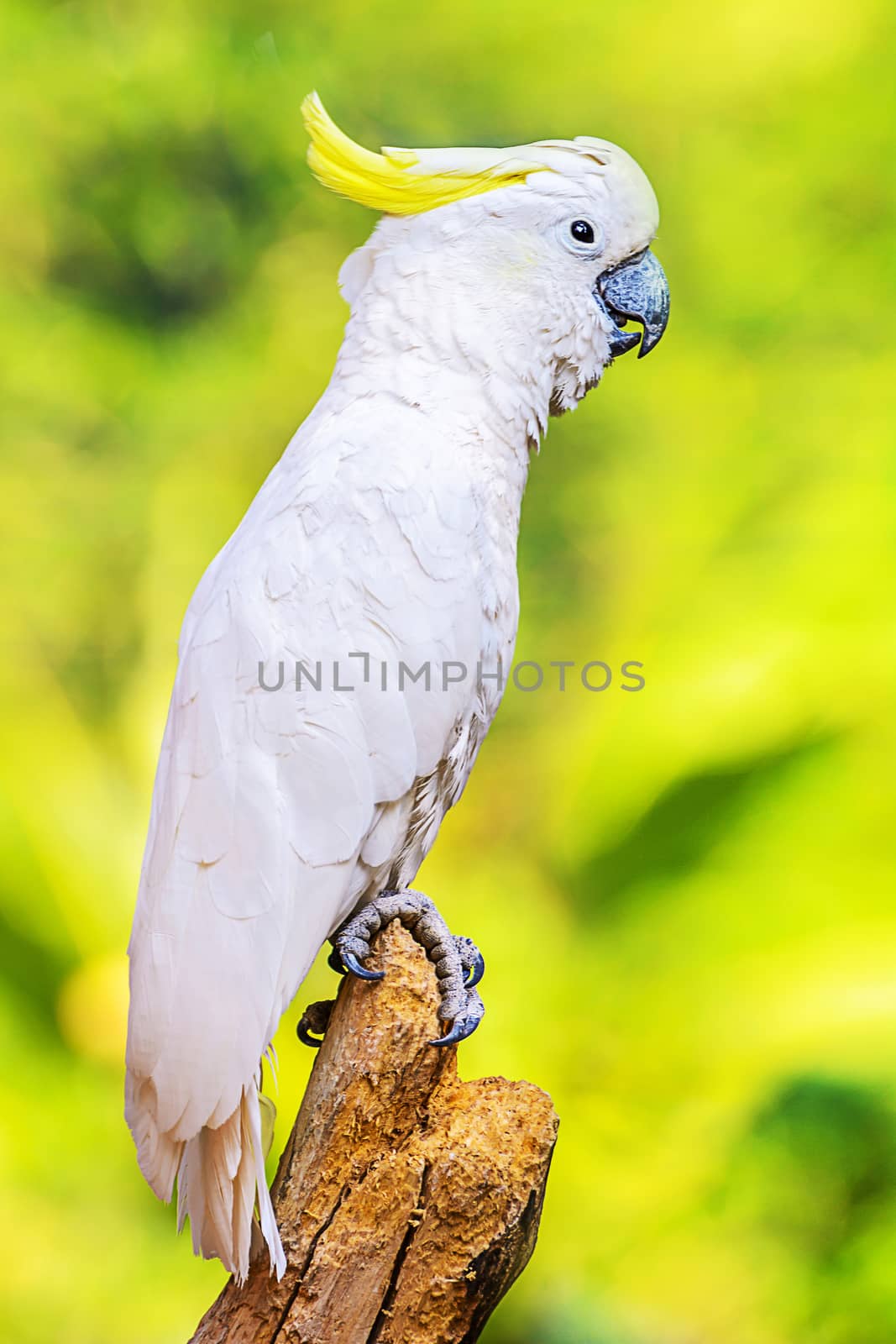 Yellow Crested Cockatoo by NuwatPhoto