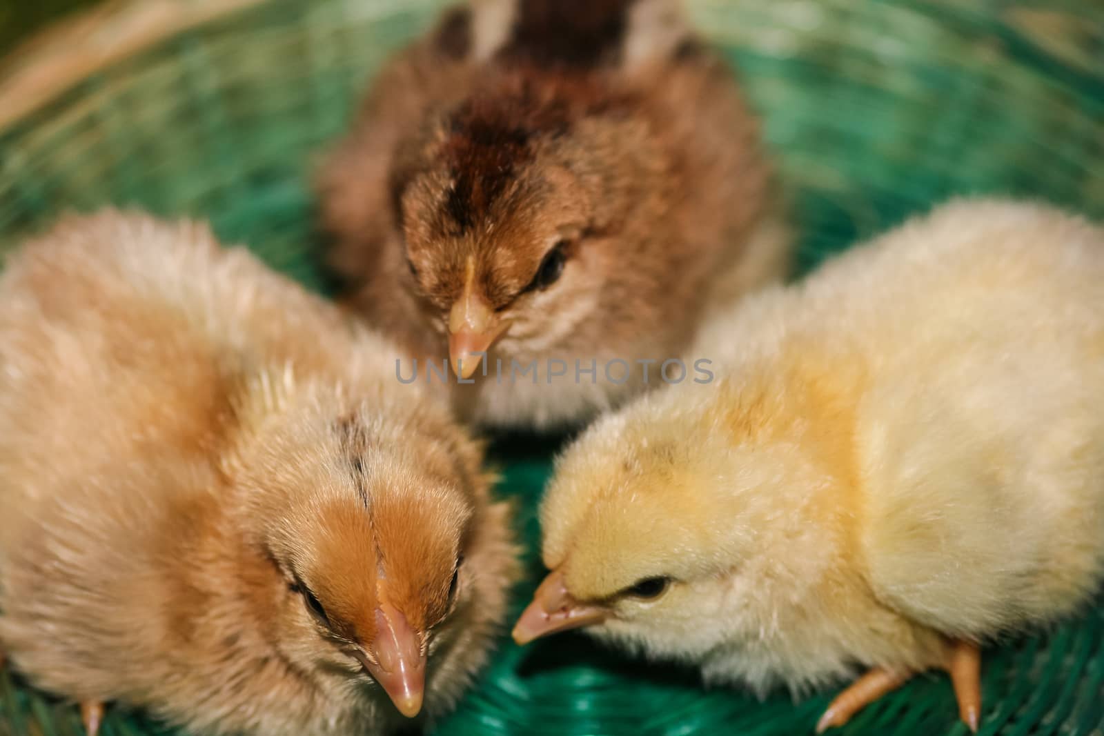 Three young chicks from the farm