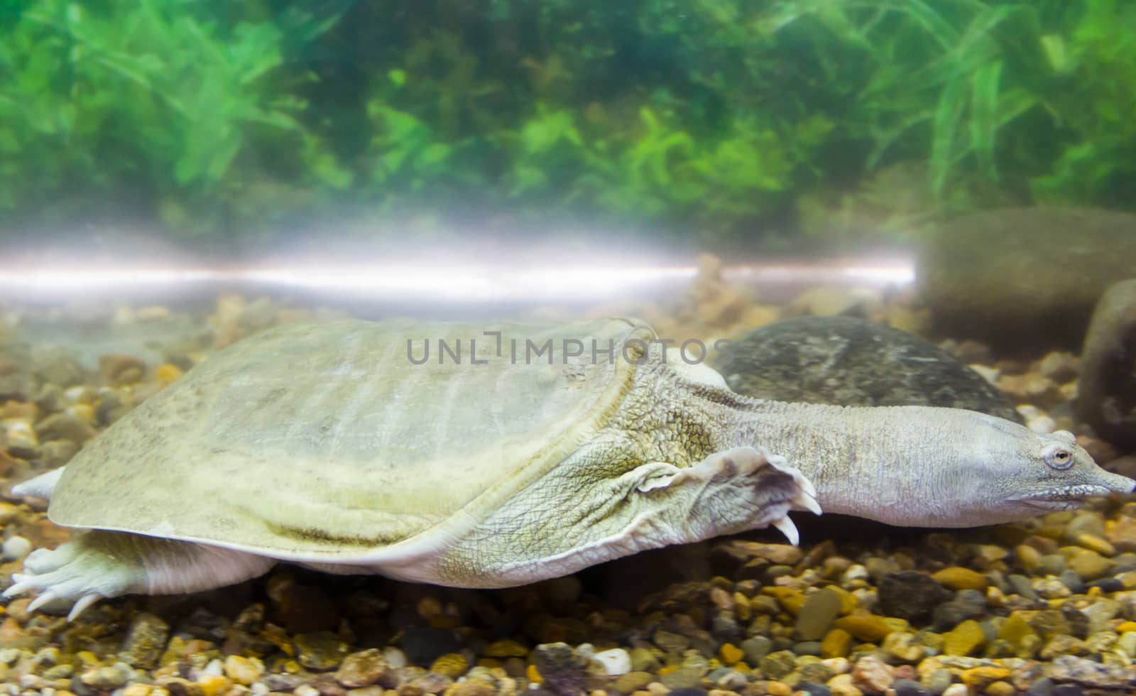 Chinese large turtle in the water in an aquarium