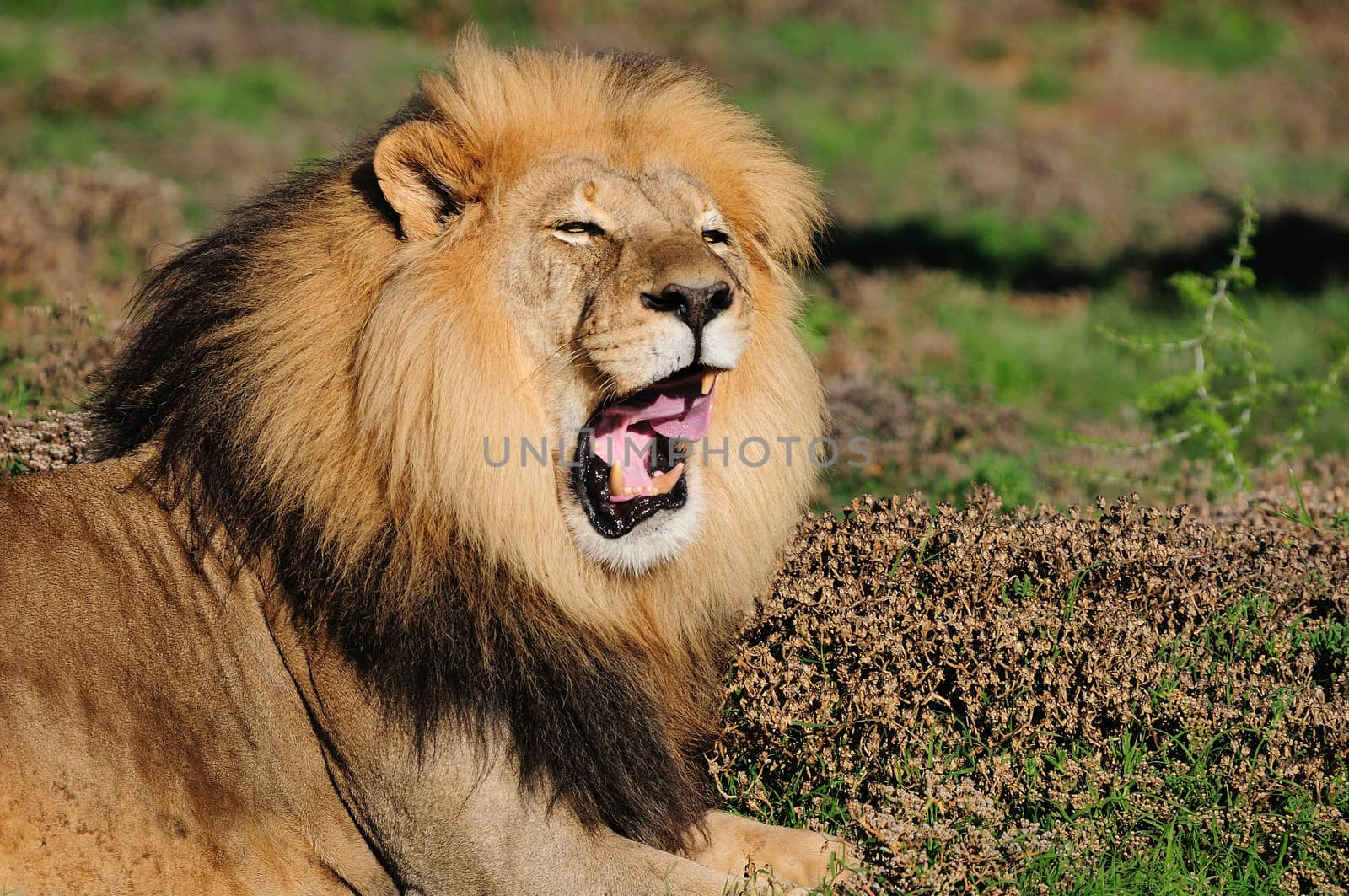 A Kalahari lion, panthera leo, in the Kuzuko contractual area of the Addo Elephant National Park in South Africa
