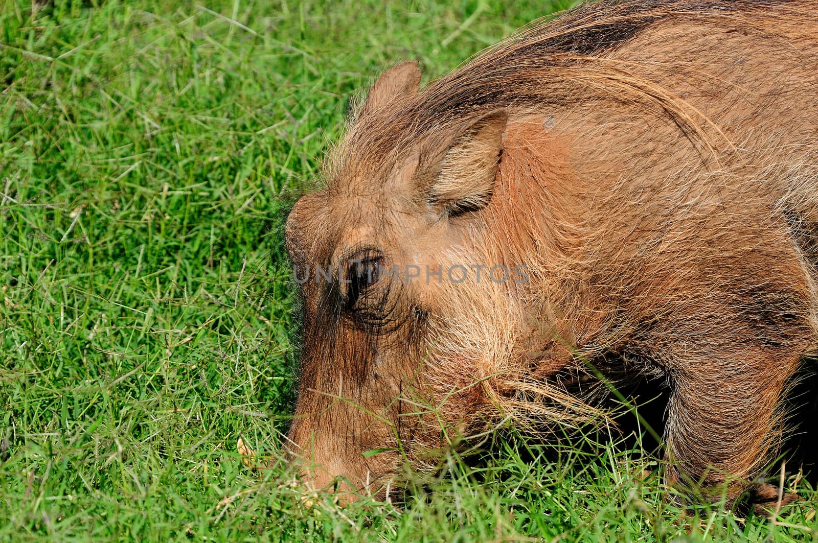 Warthog, wild member of the pig family

