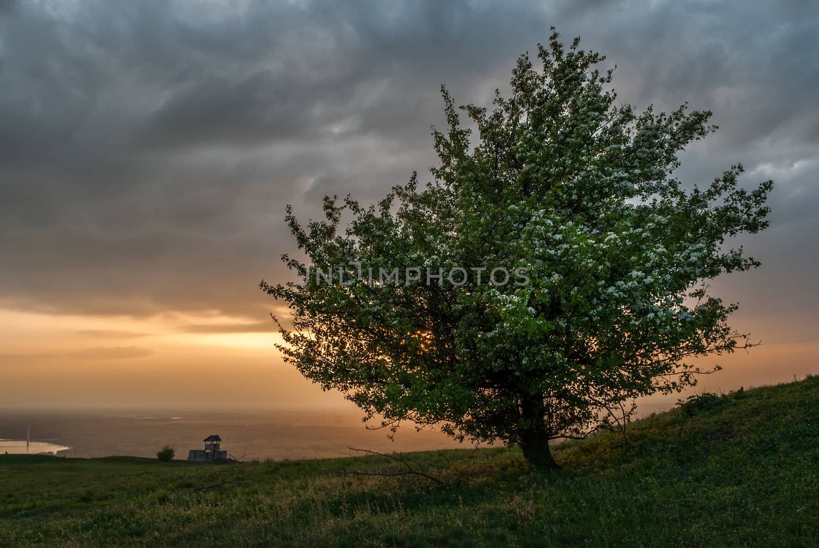 Lonely tree on the hill at sunset