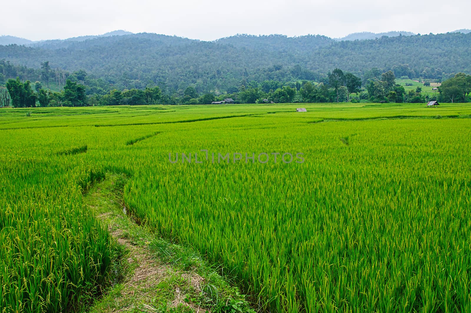 field rice by NuwatPhoto